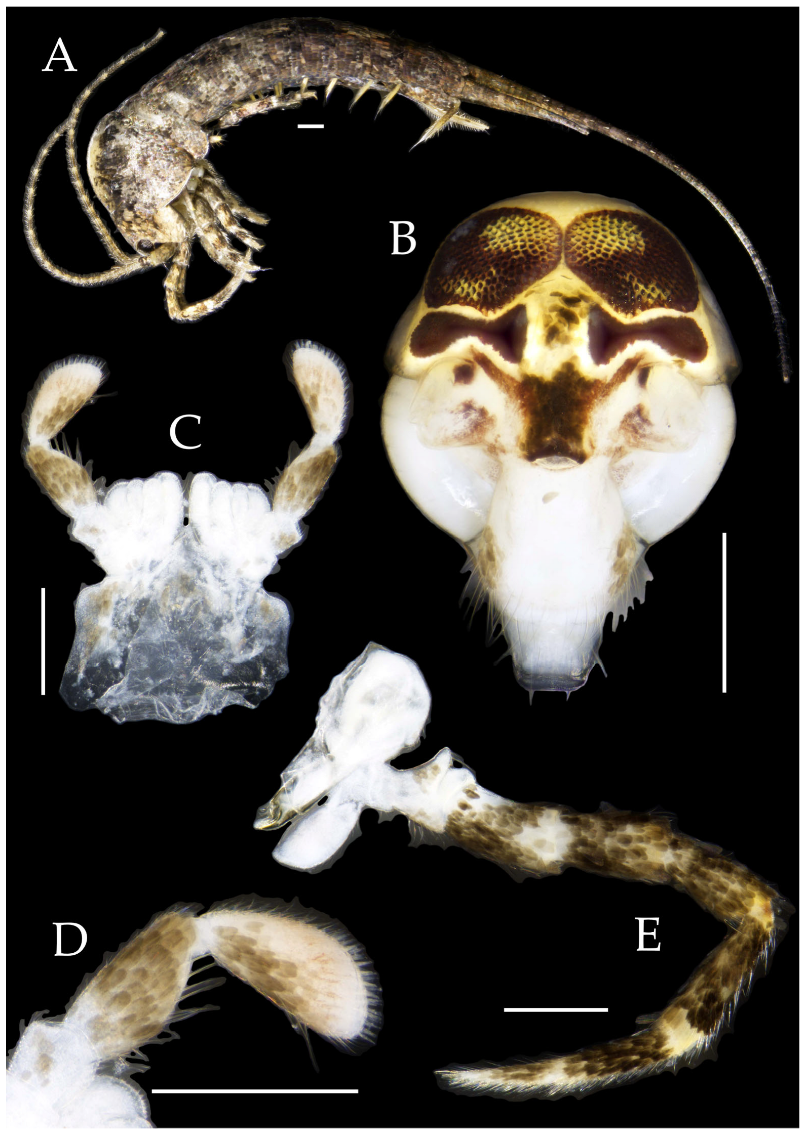 Insects 16 00916 g032