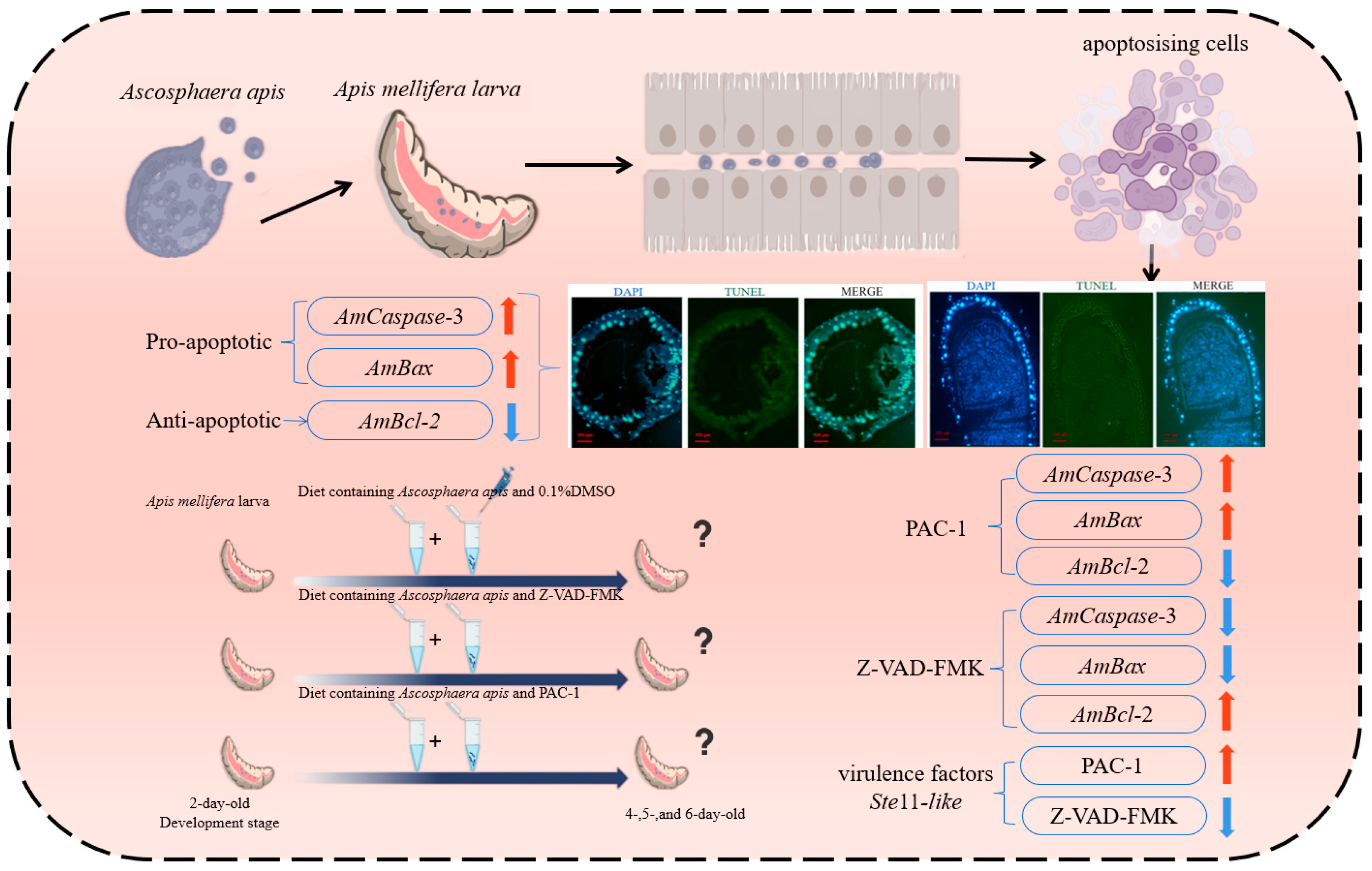 Insects 16 00925 g005