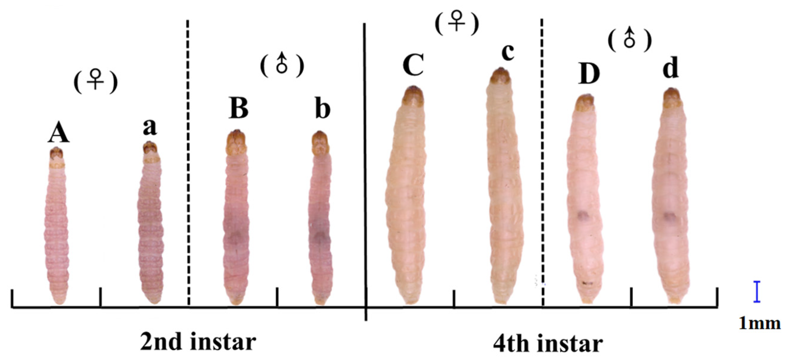 Insects 16 00927 g001