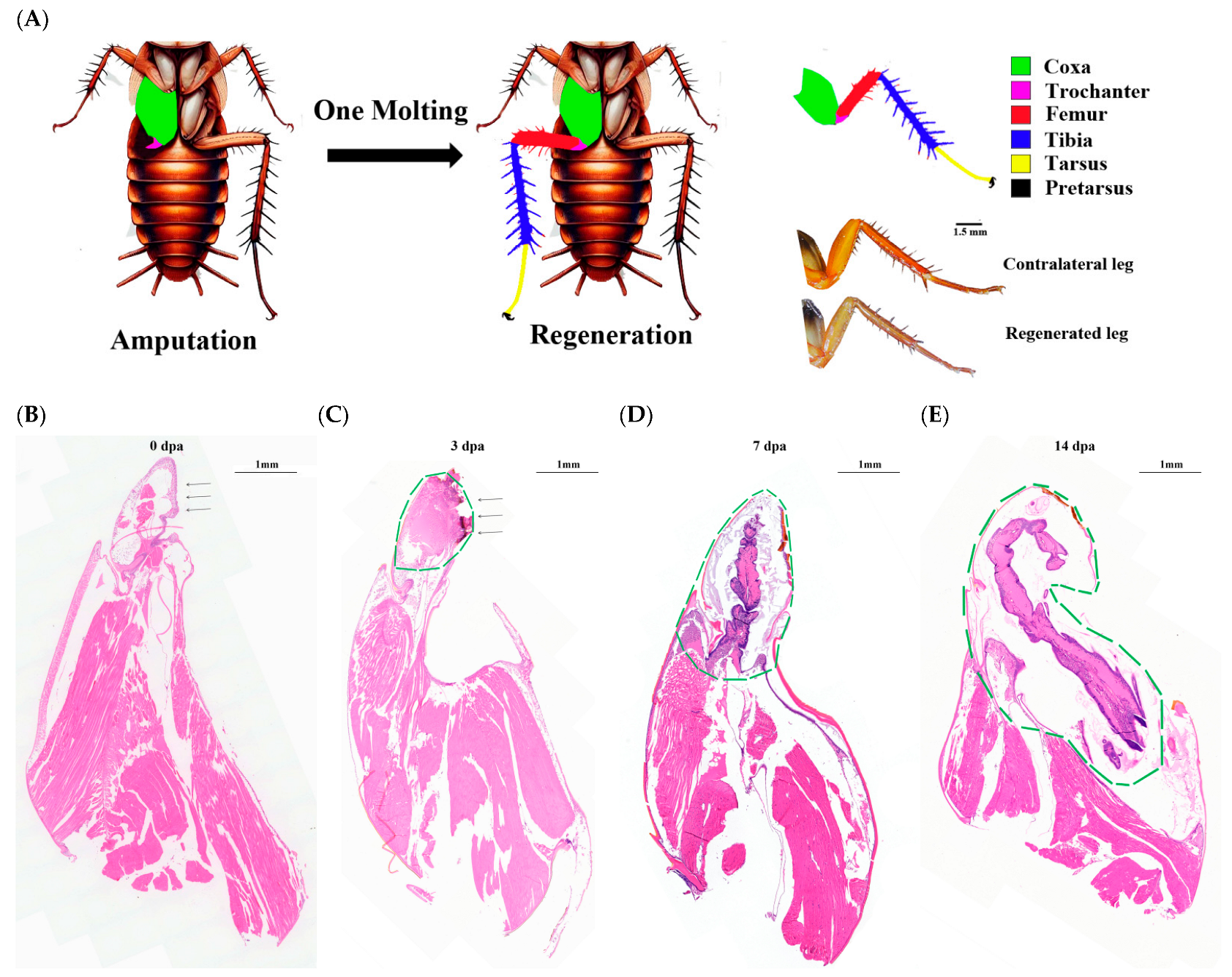 Insects 16 00934 g001 Insects 16 00934 g001