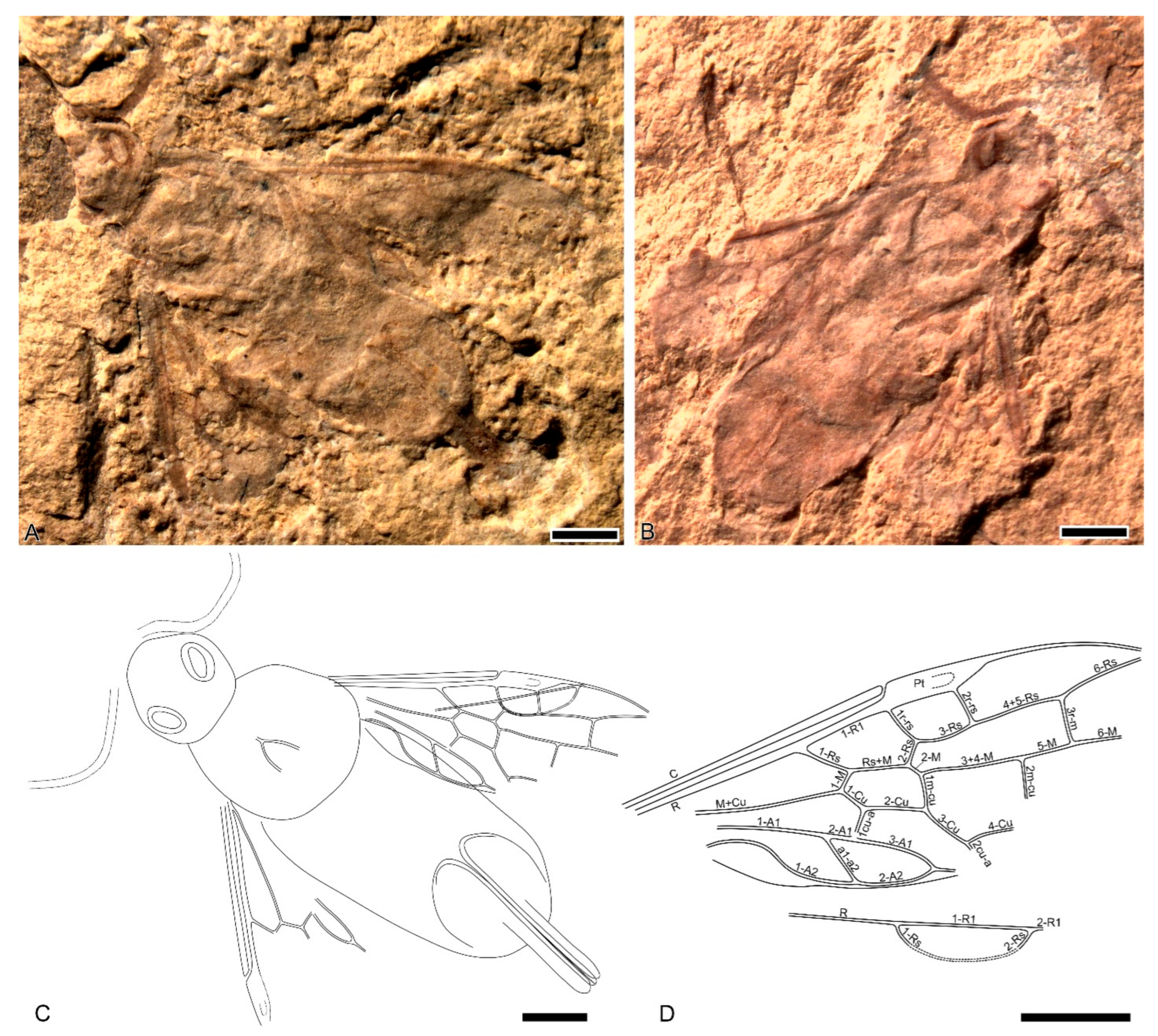 Insects 16 00943 g001