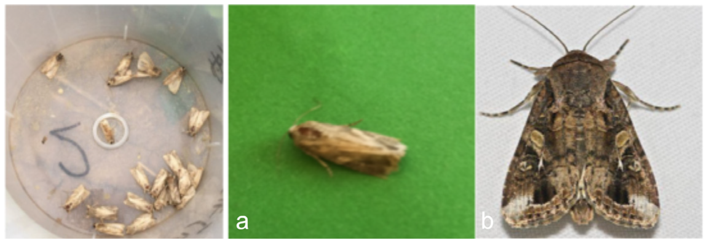 Insects 16 00952 g001