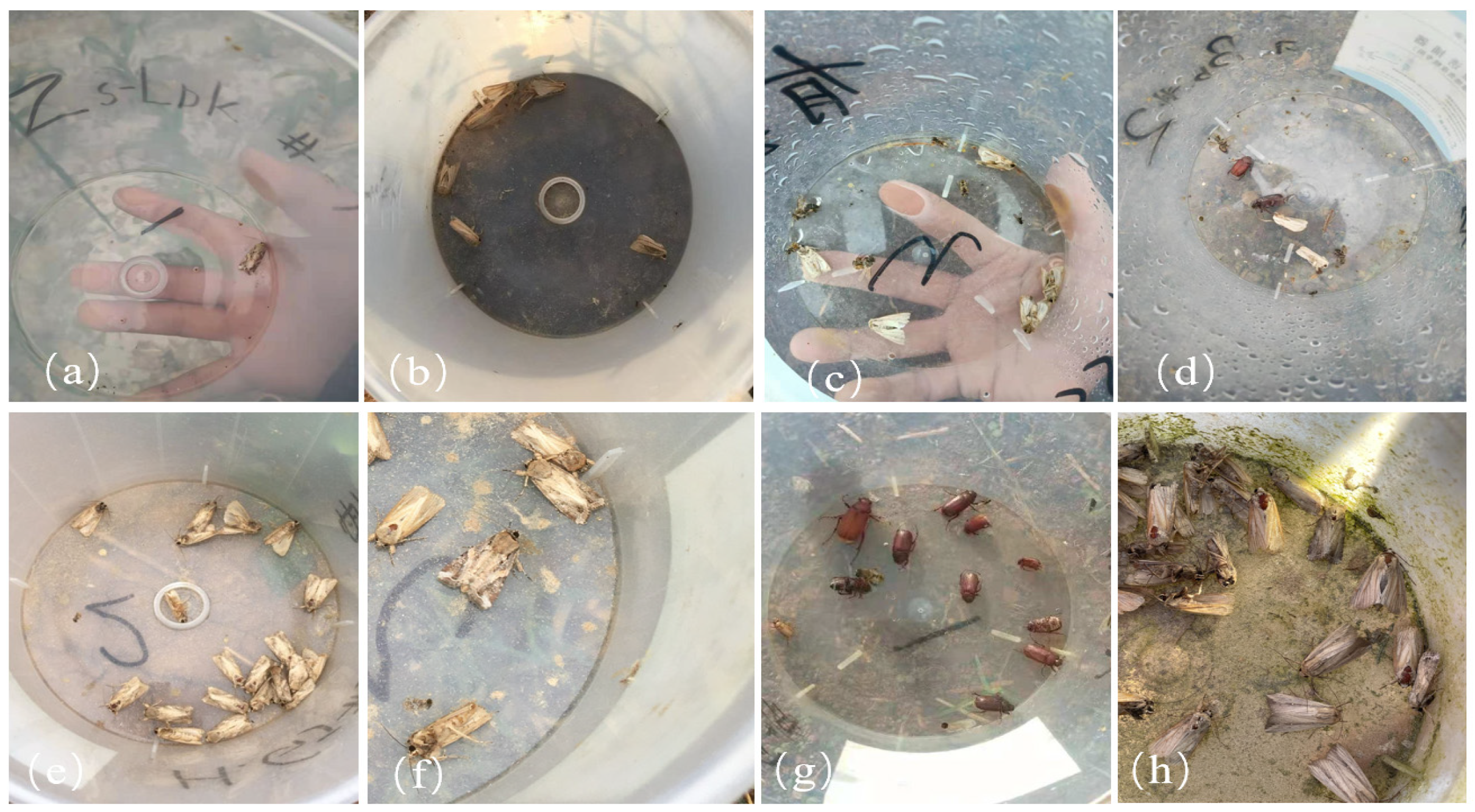 Insects 16 00952 g002