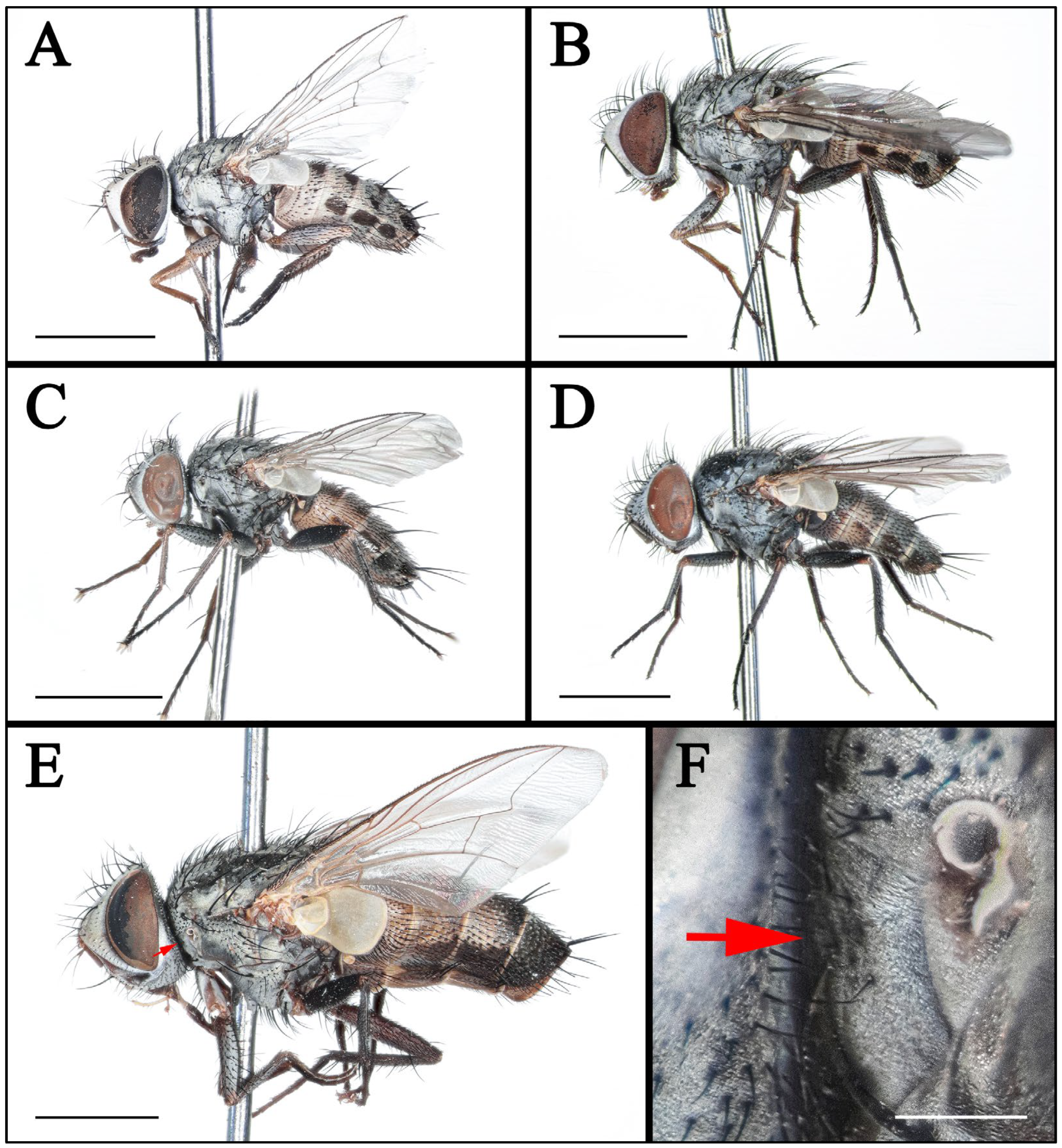 Insects 16 00953 g001 Insects 16 00953 g001