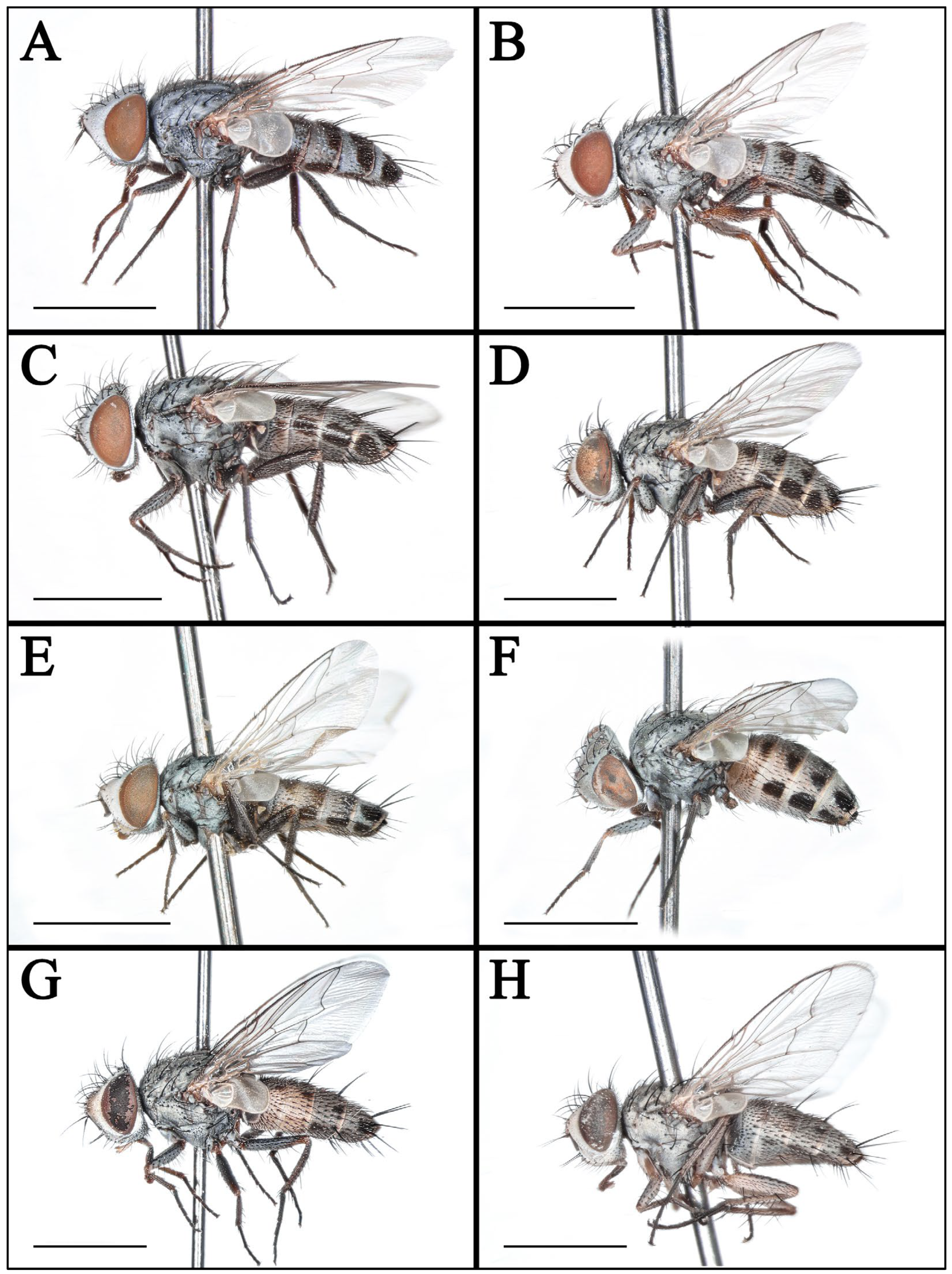 Insects 16 00953 g002 Insects 16 00953 g002