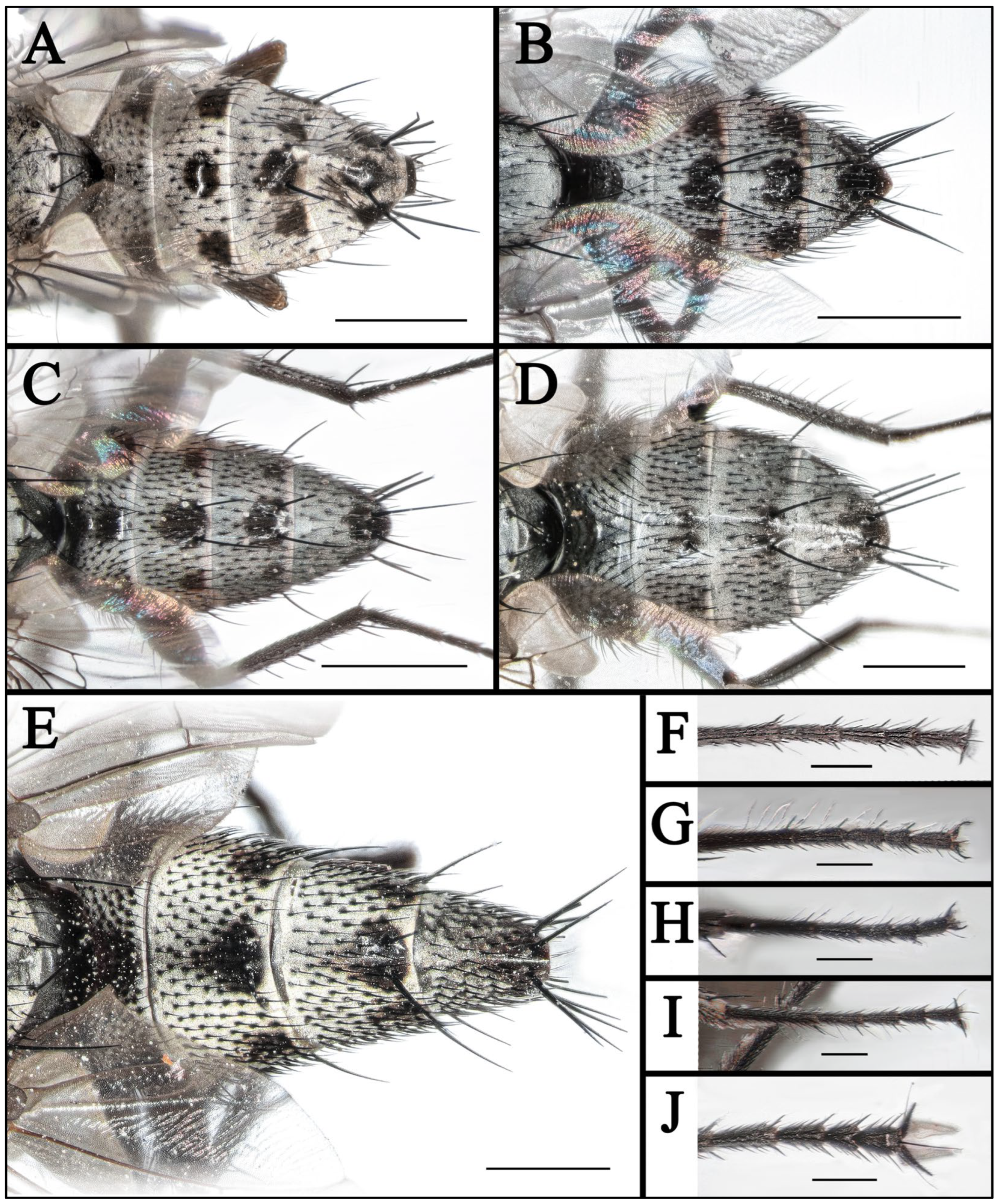 Insects 16 00953 g003 Insects 16 00953 g003