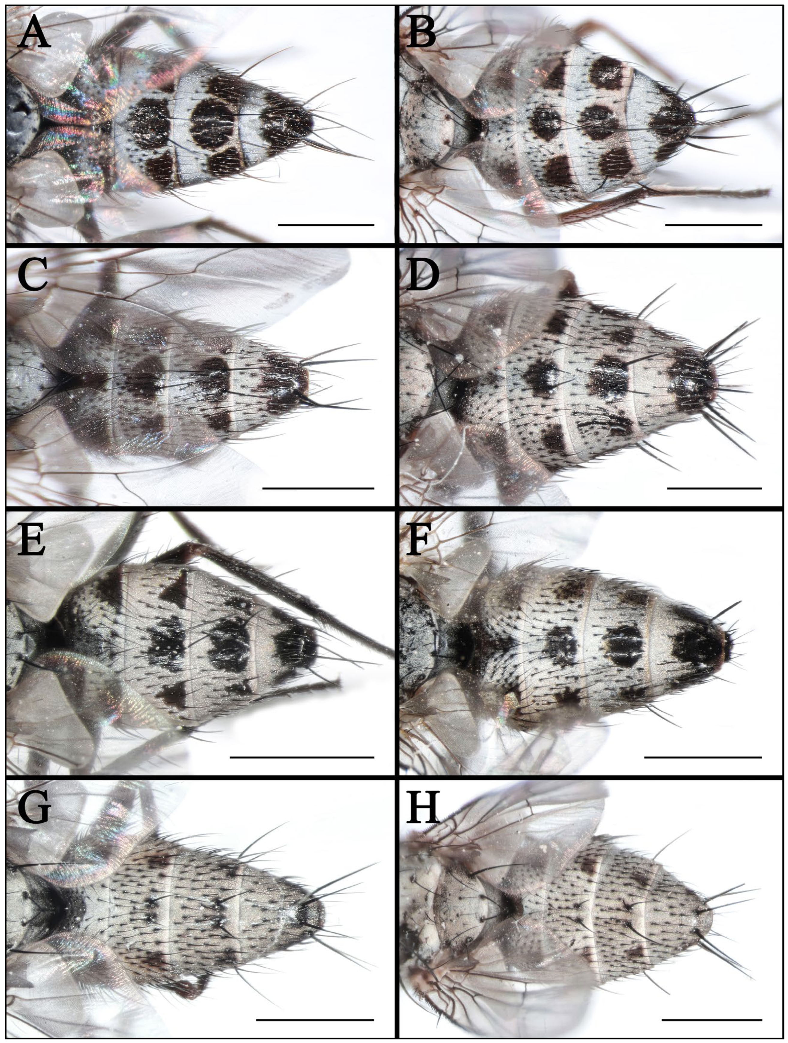 Insects 16 00953 g004 Insects 16 00953 g004