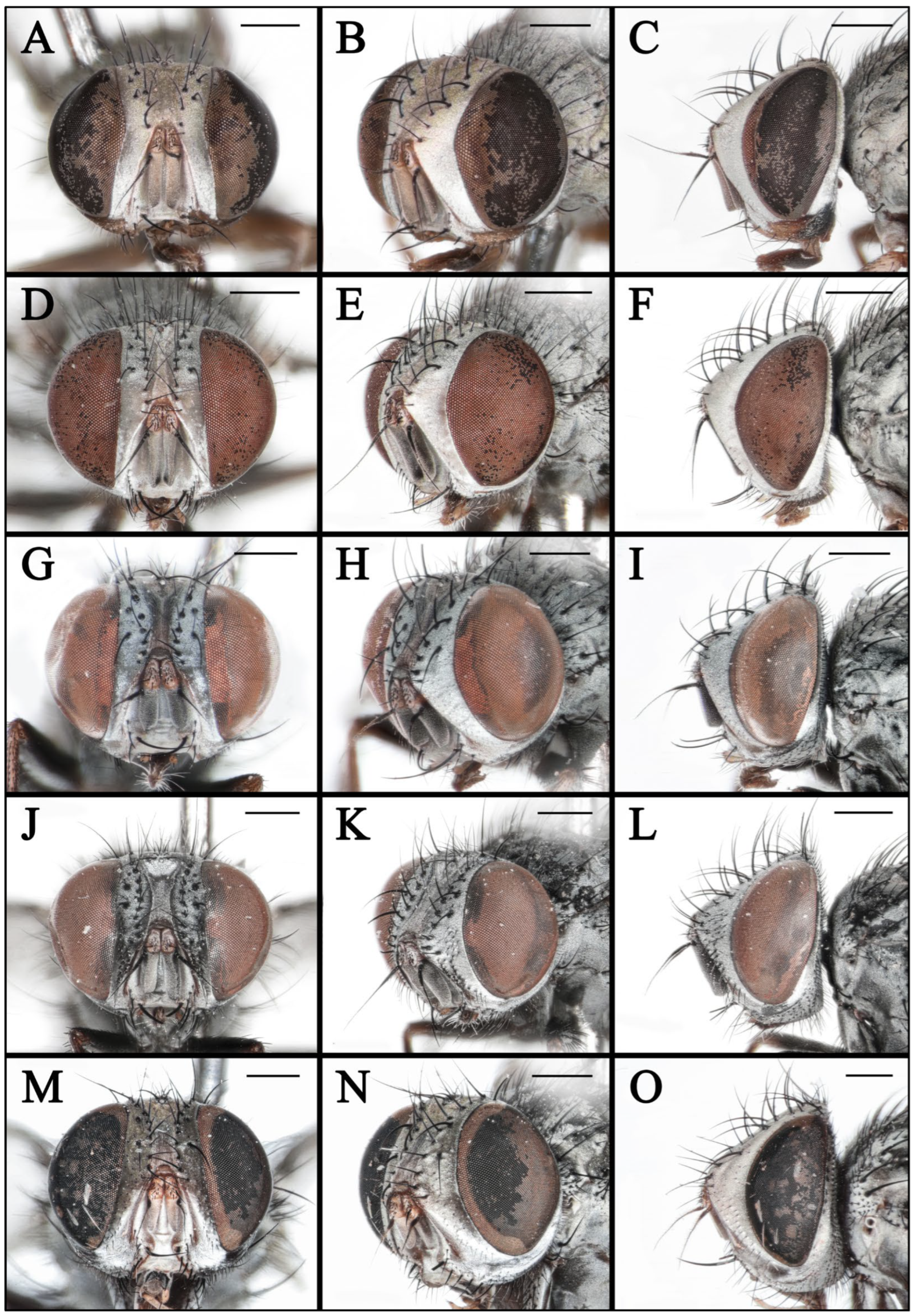 Insects 16 00953 g007 Insects 16 00953 g007