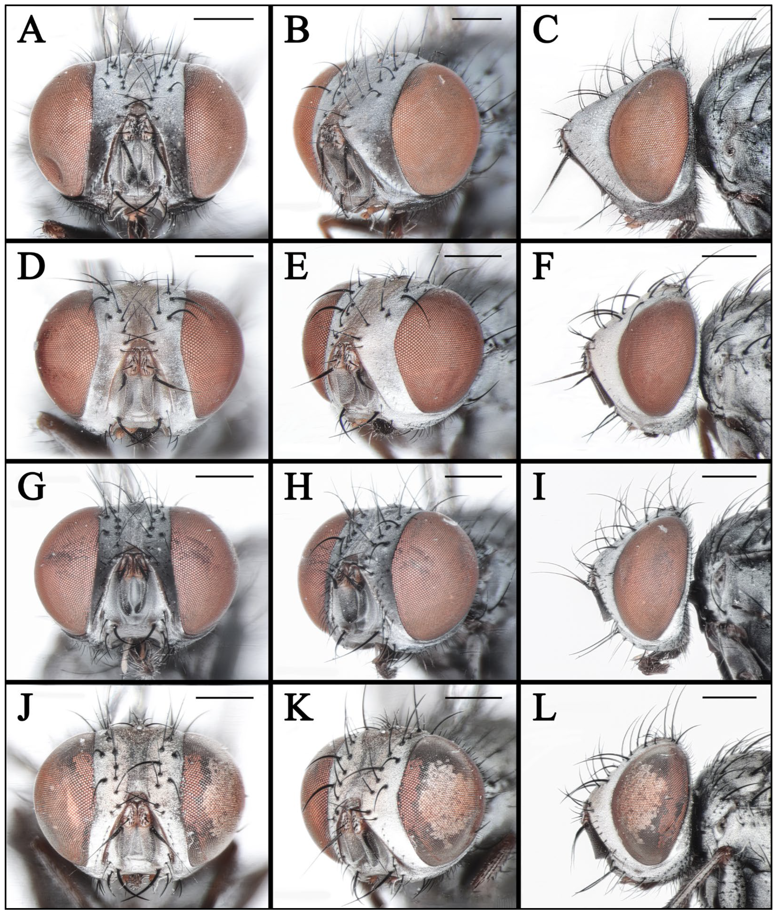 Insects 16 00953 g008 Insects 16 00953 g008