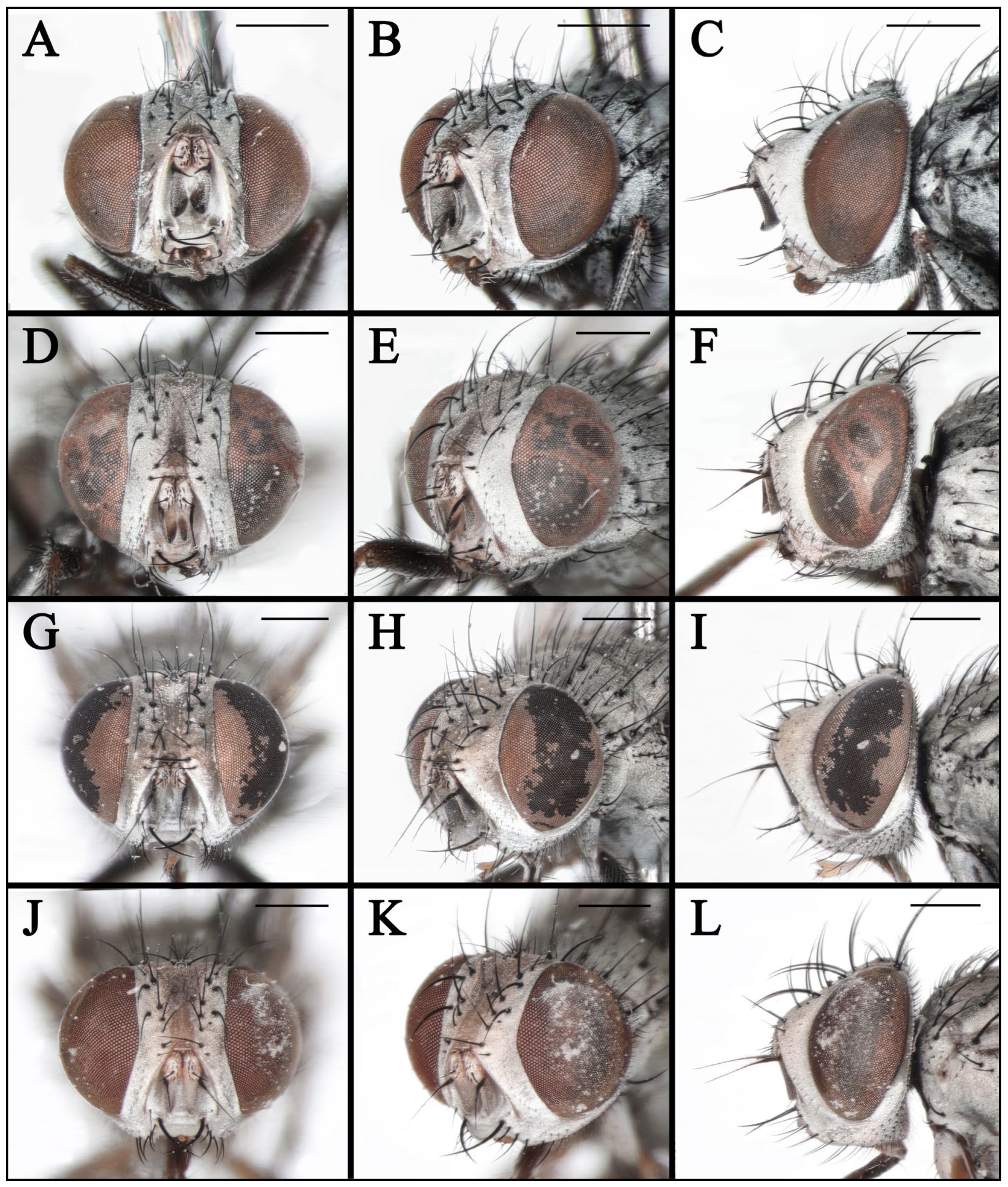 Insects 16 00953 g009 Insects 16 00953 g009