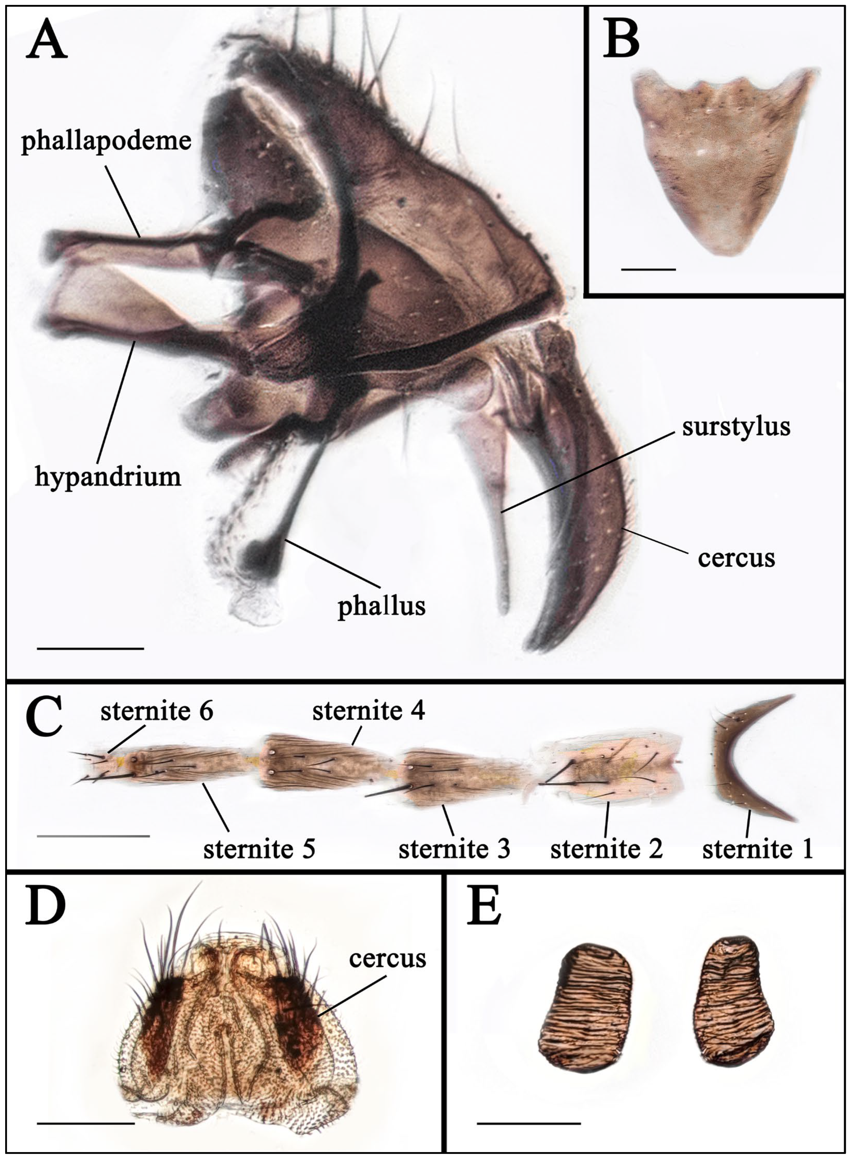 Insects 16 00953 g010 Insects 16 00953 g010