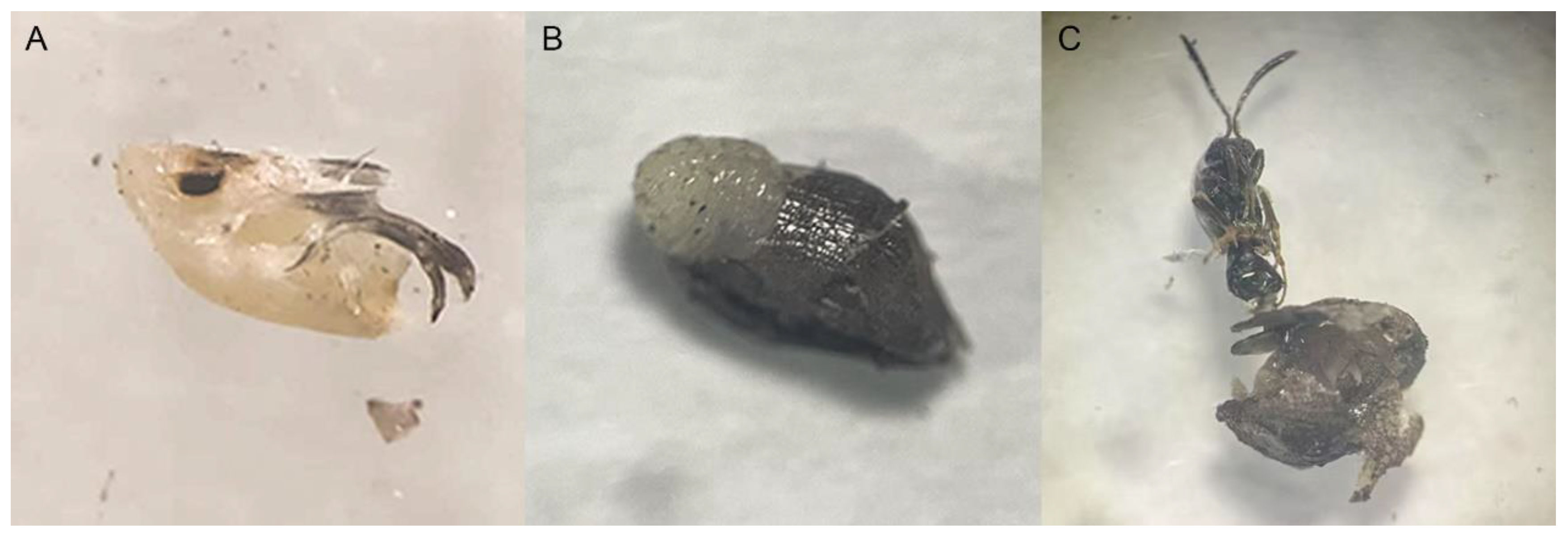 Insects 16 00954 g001 Insects 16 00954 g001