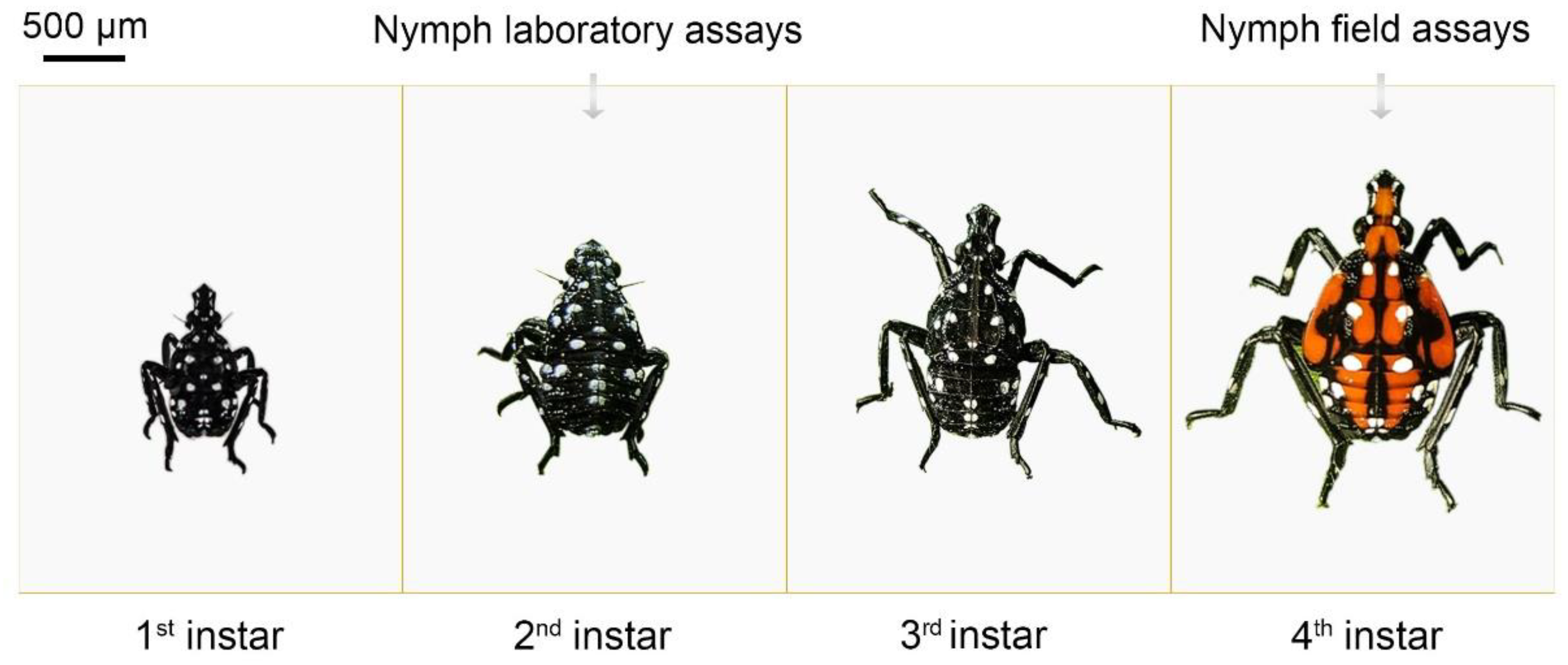 Insects 16 00954 g002 Insects 16 00954 g002