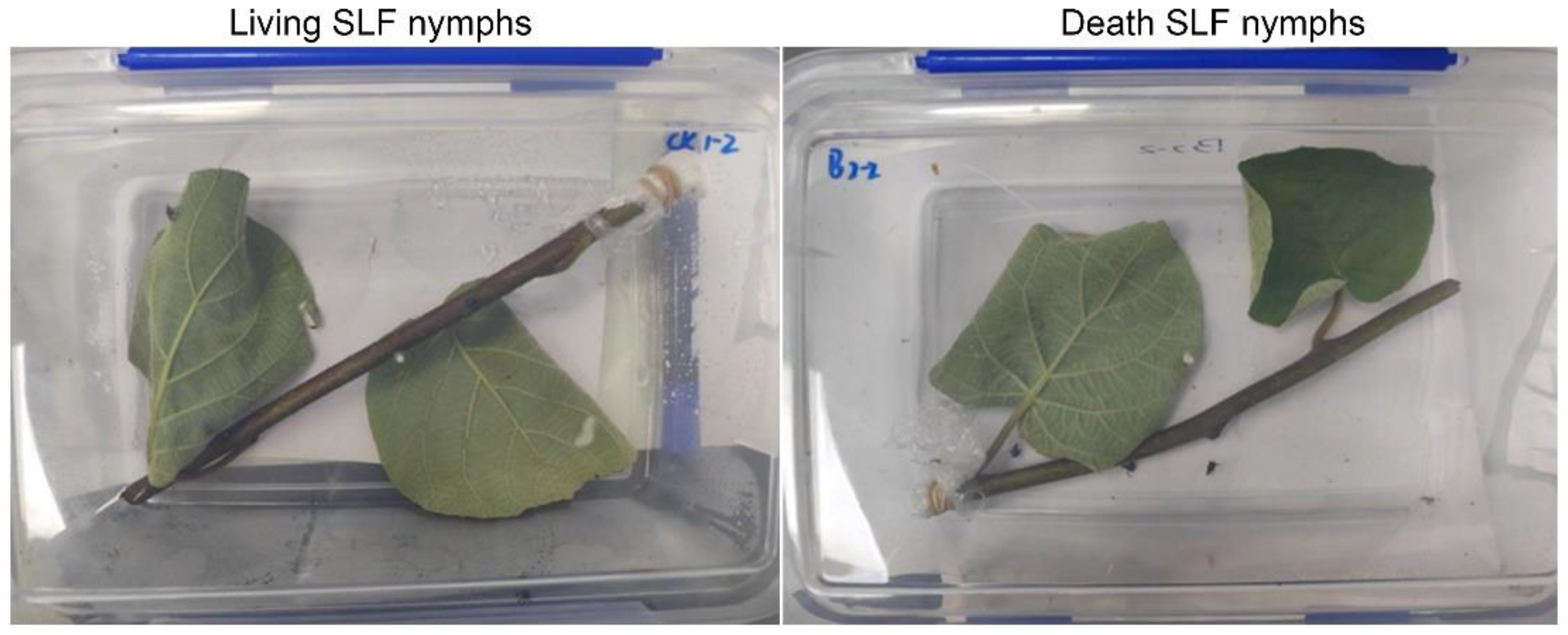 Insects 16 00954 g0a2 Insects 16 00954 g0a2