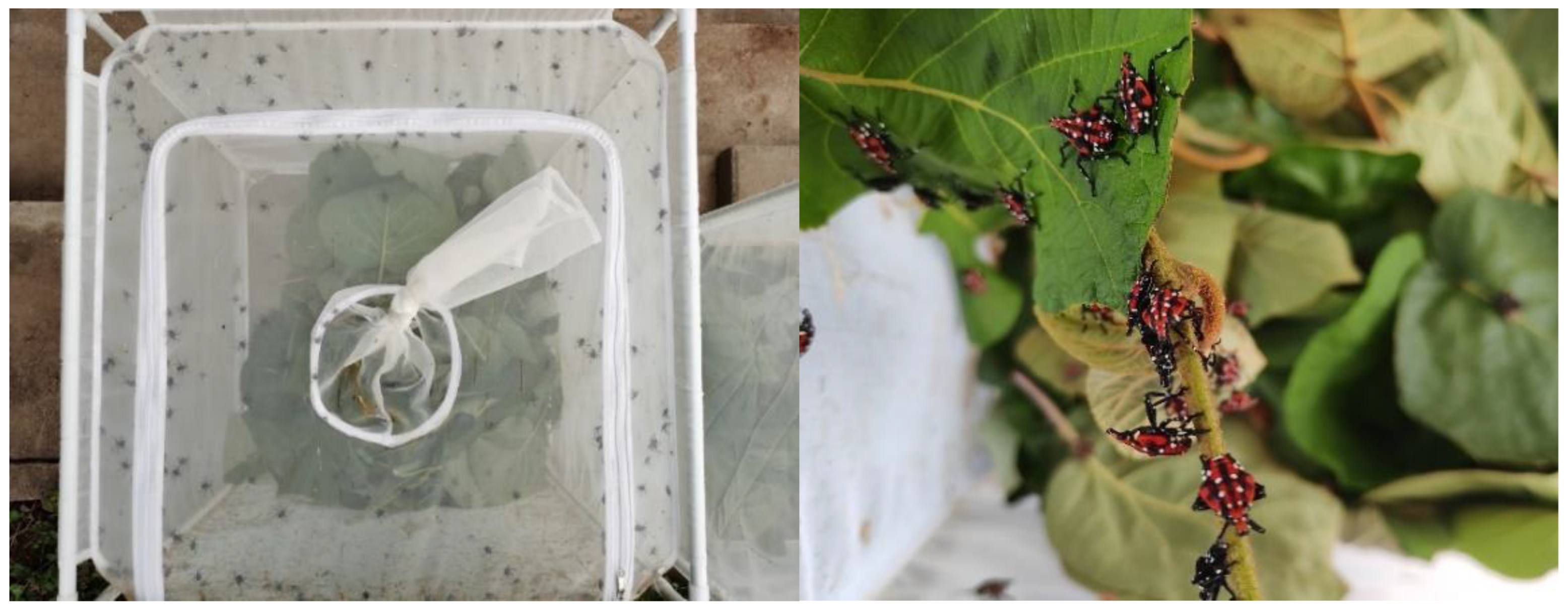 Insects 16 00954 g0a3 Insects 16 00954 g0a3