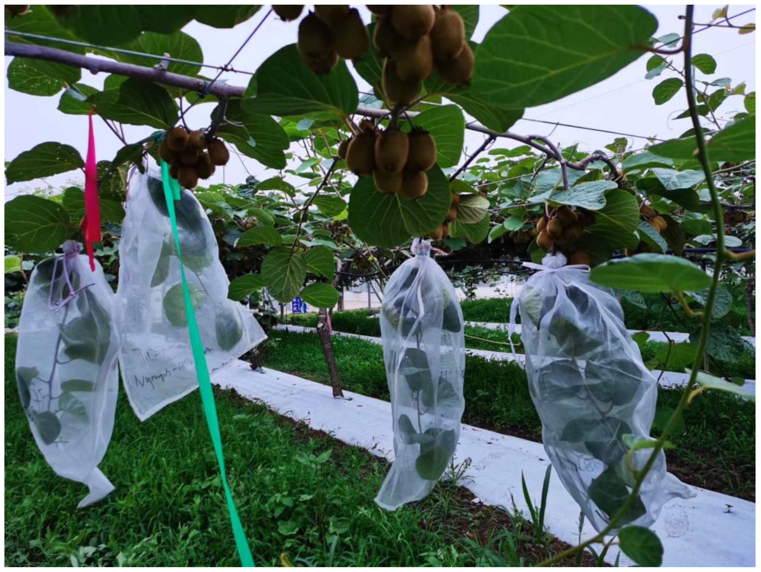 Insects 16 00954 g0a4 Insects 16 00954 g0a4