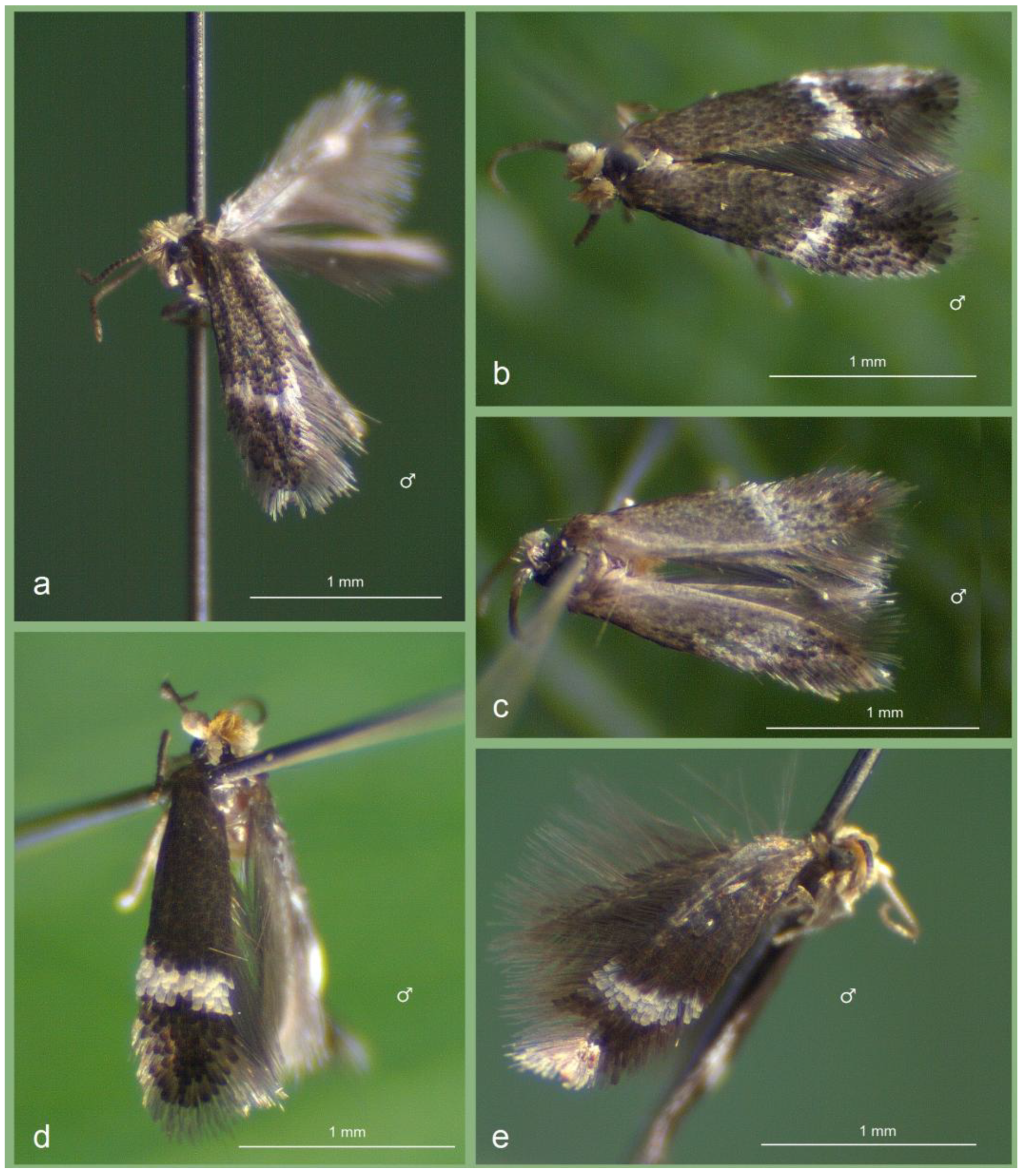 Insects 16 00964 g005