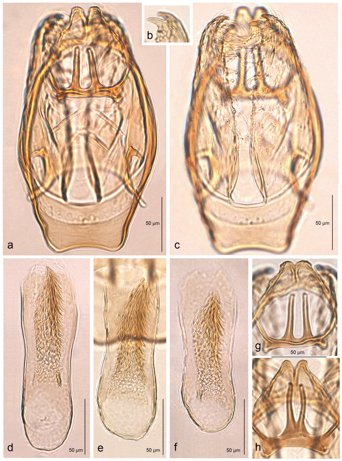 Insects 16 00964 g006