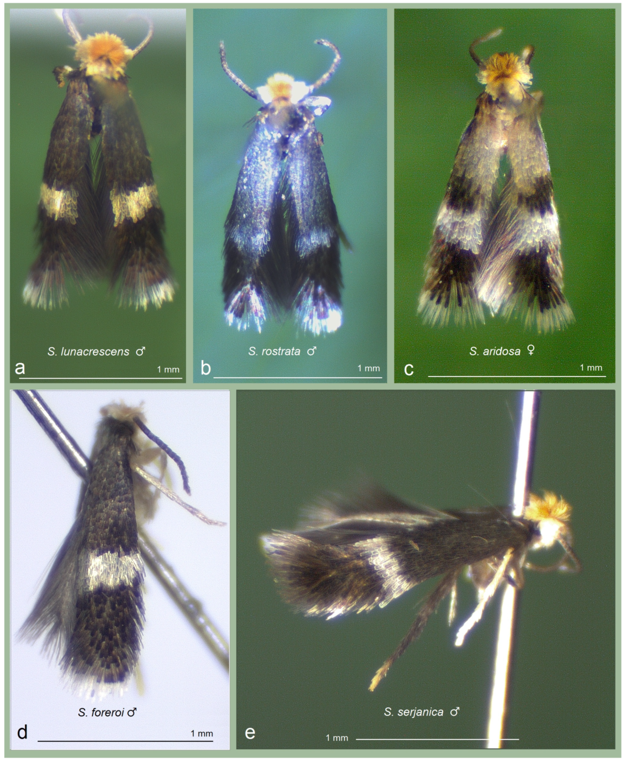 Insects 16 00964 g012