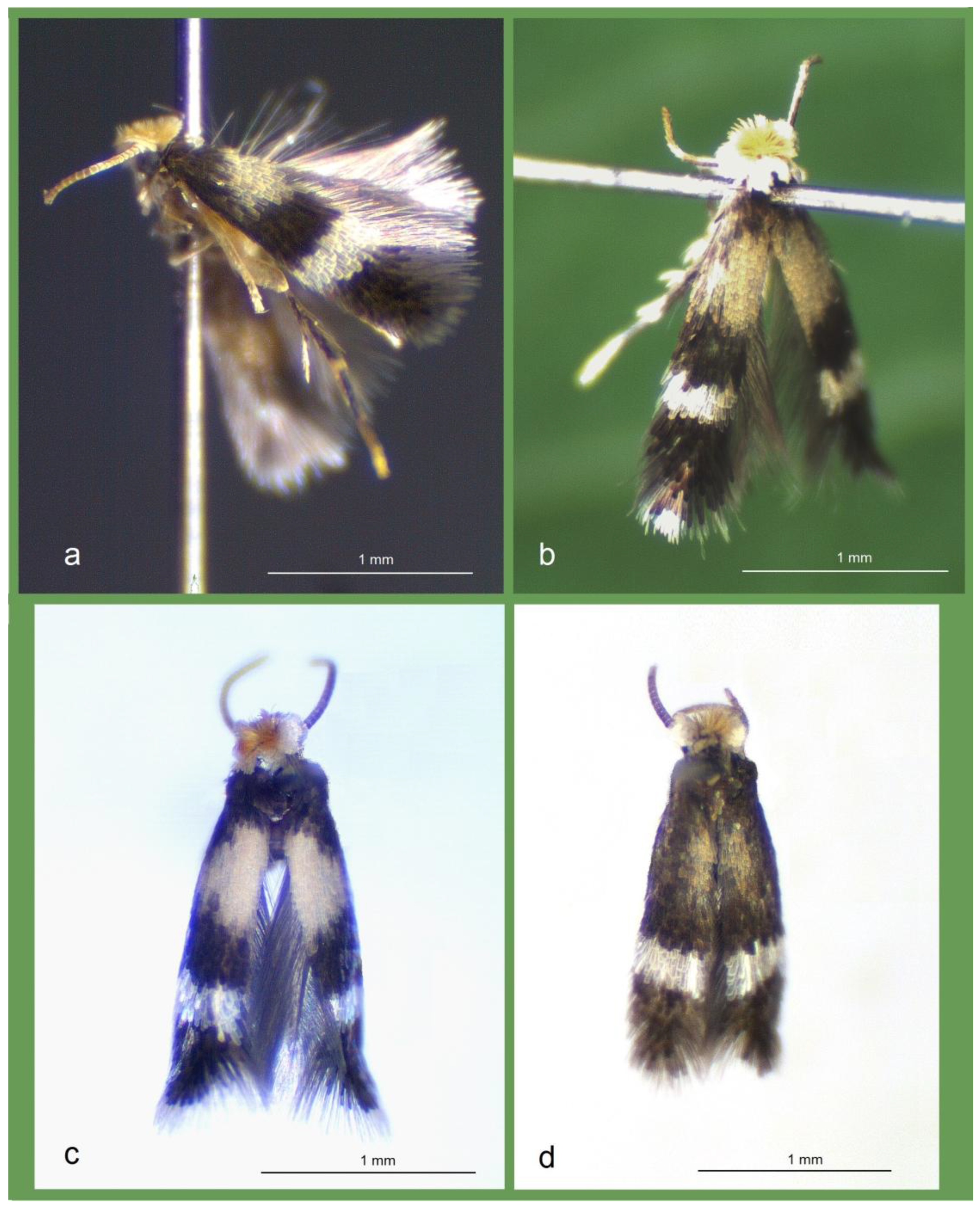 Insects 16 00964 g013