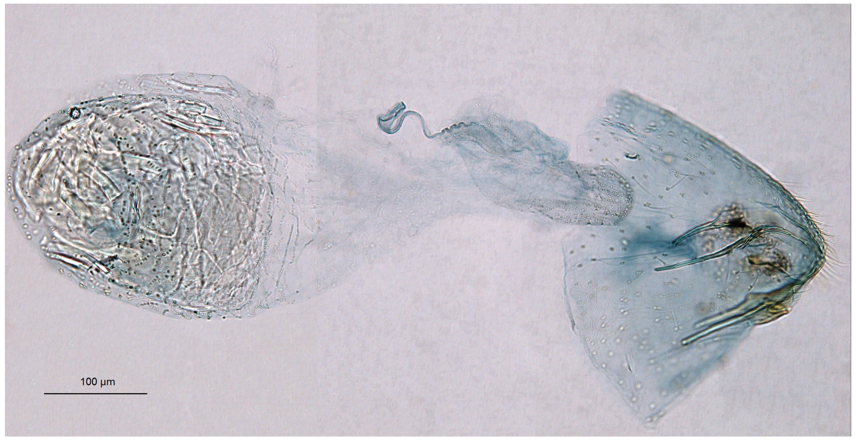 Insects 16 00964 g015