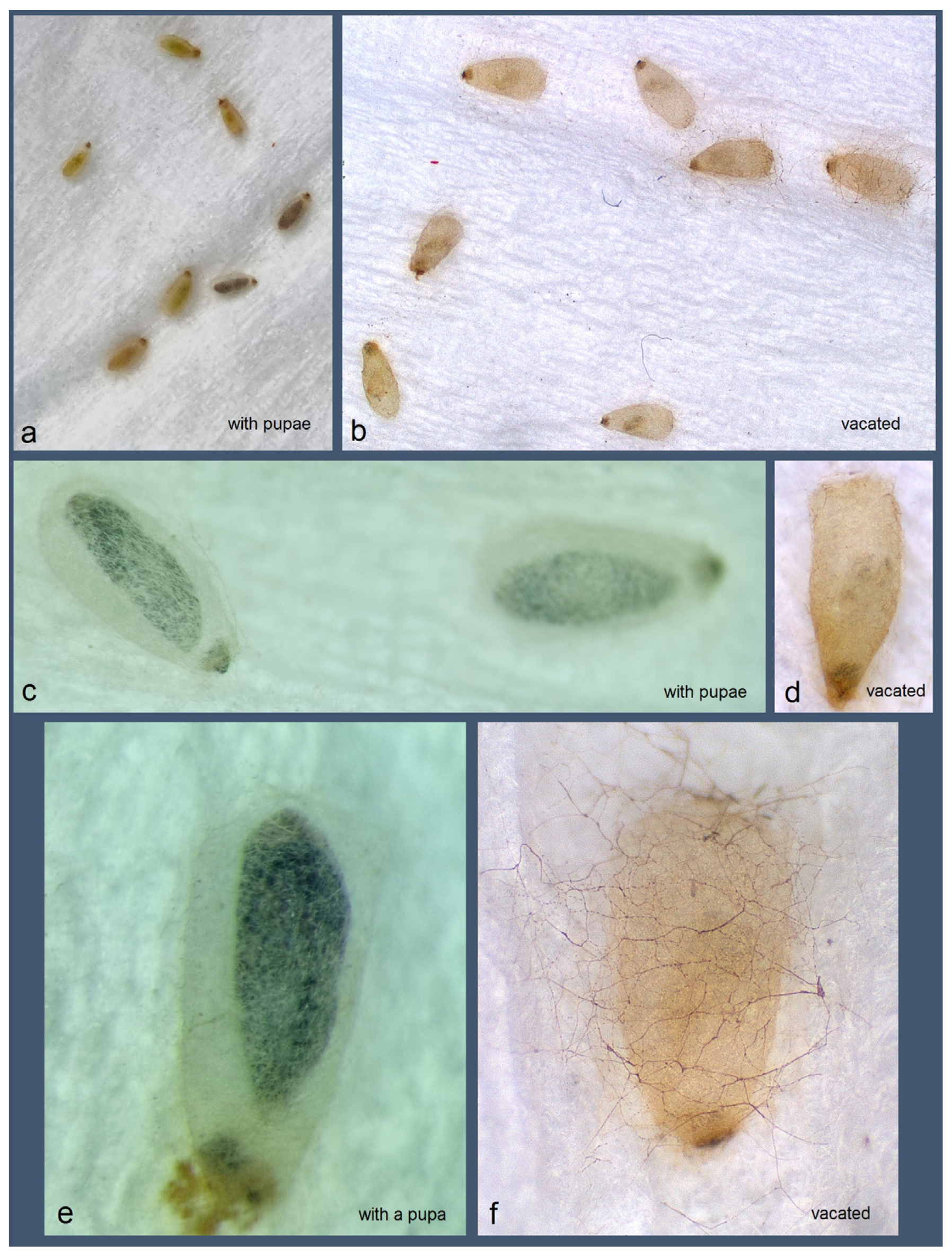 Insects 16 00964 g017