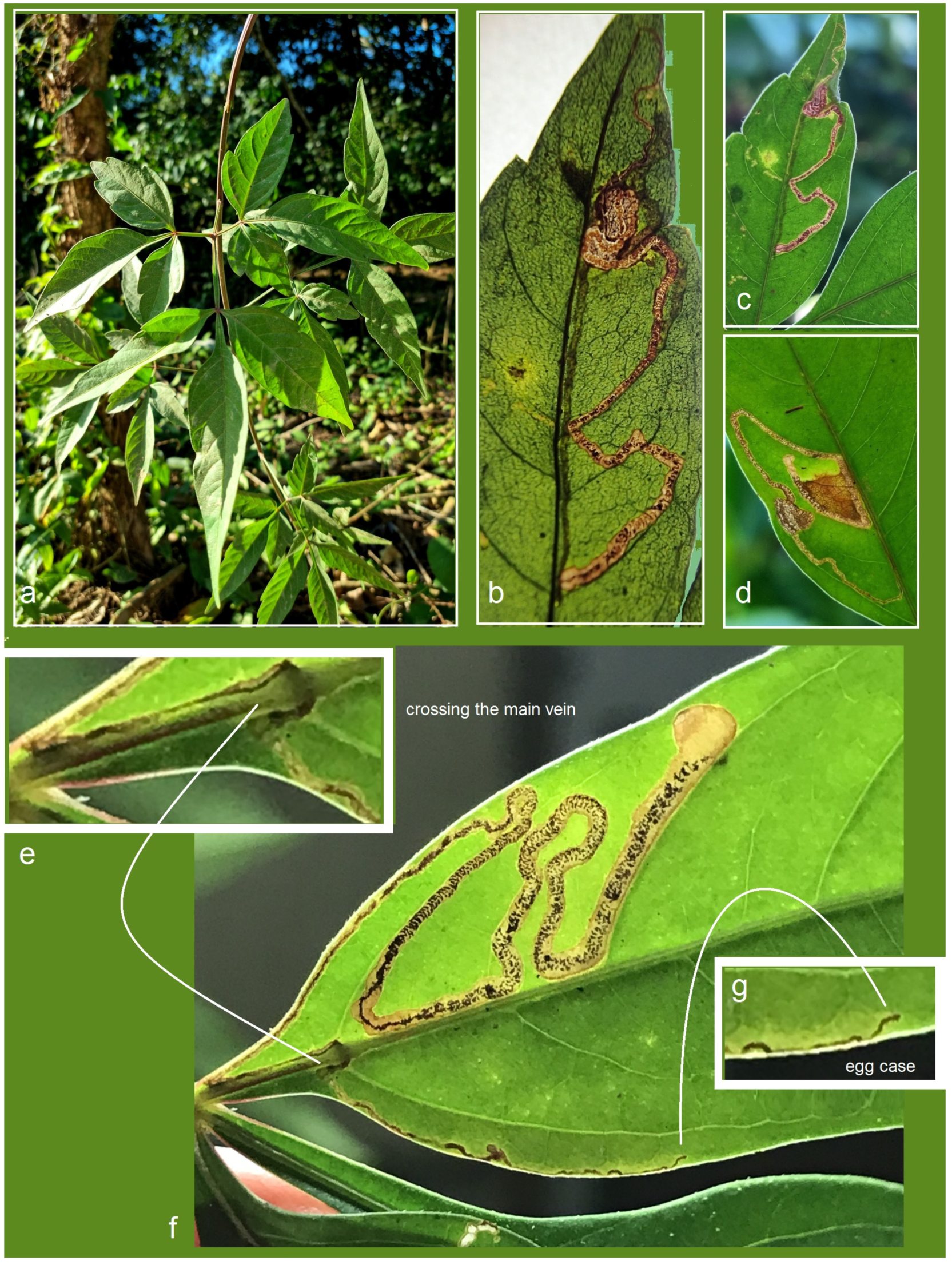 Insects 16 00964 g020