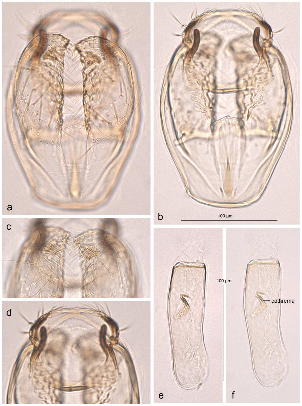 Insects 16 00964 g021