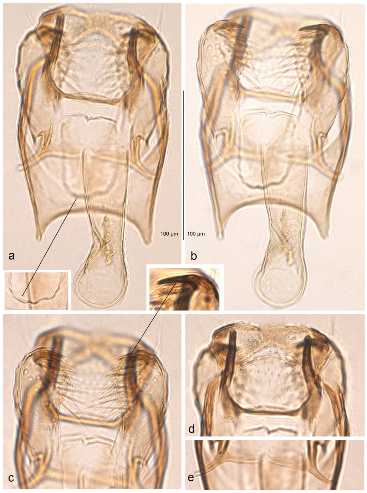 Insects 16 00964 g022