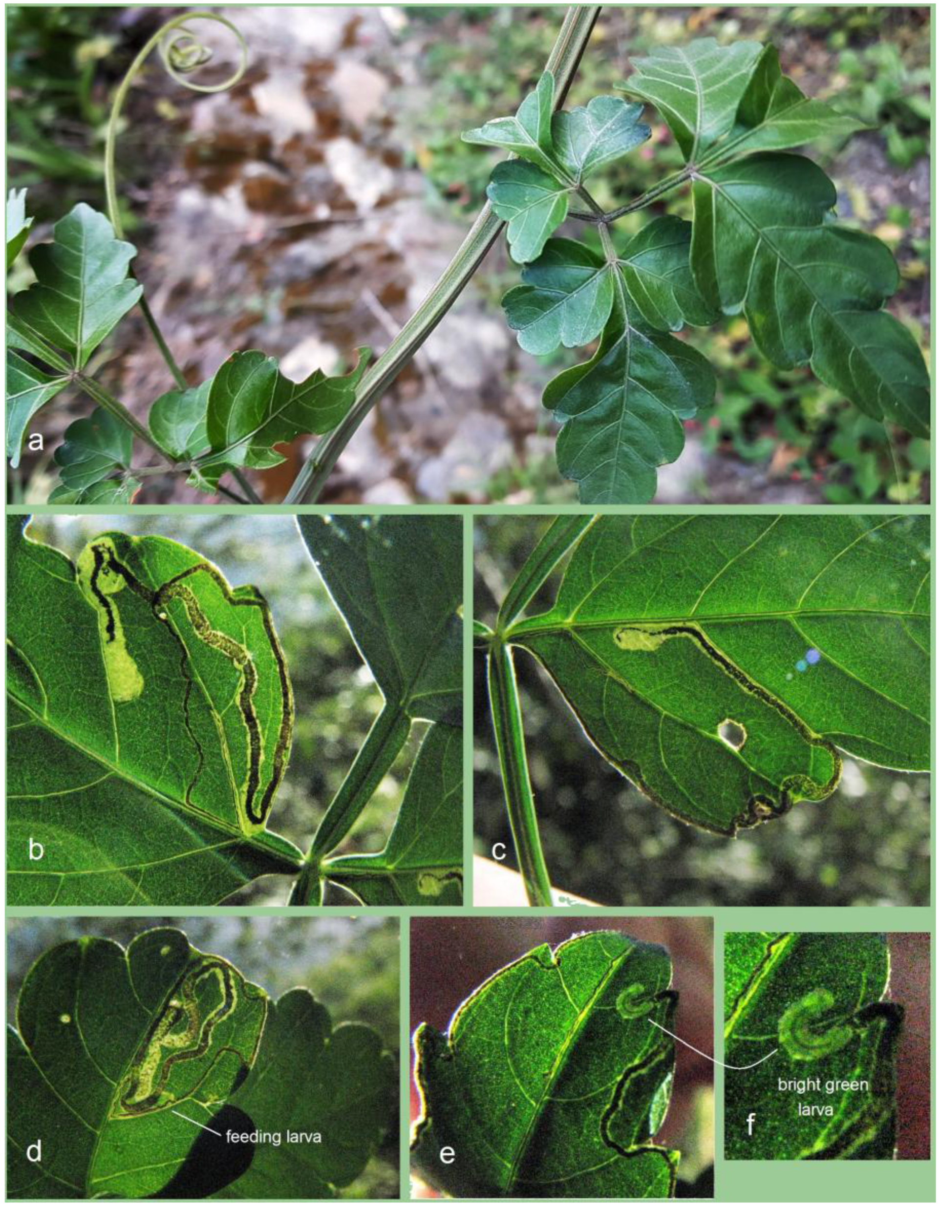 Insects 16 00964 g024