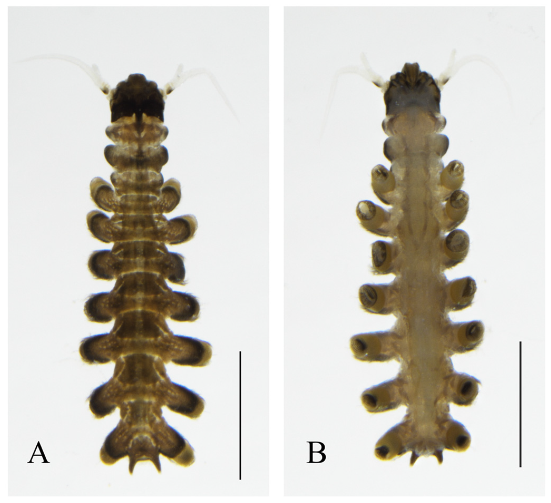 Insects 16 00965 g001 Insects 16 00965 g001