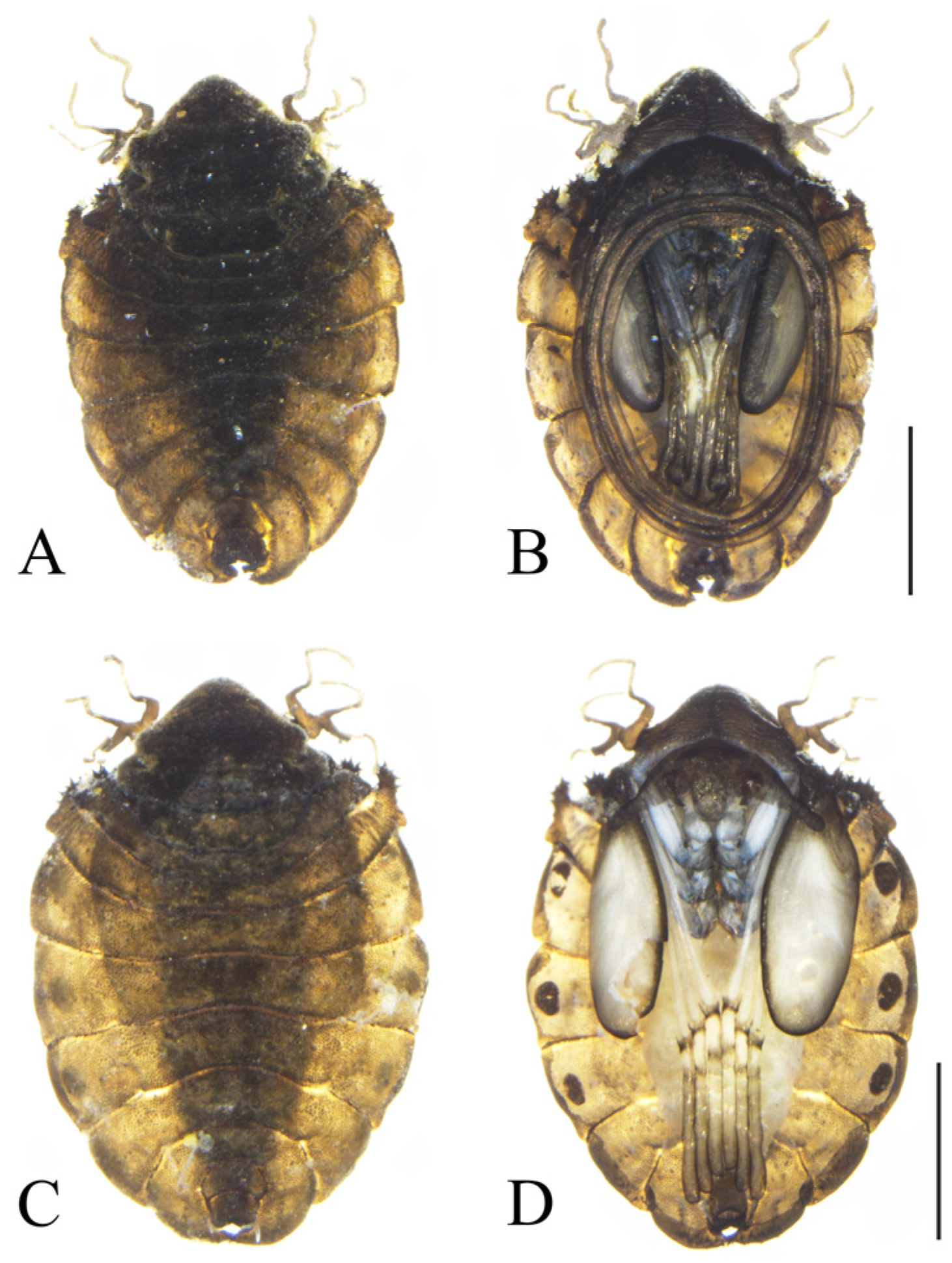 Insects 16 00965 g002 Insects 16 00965 g002