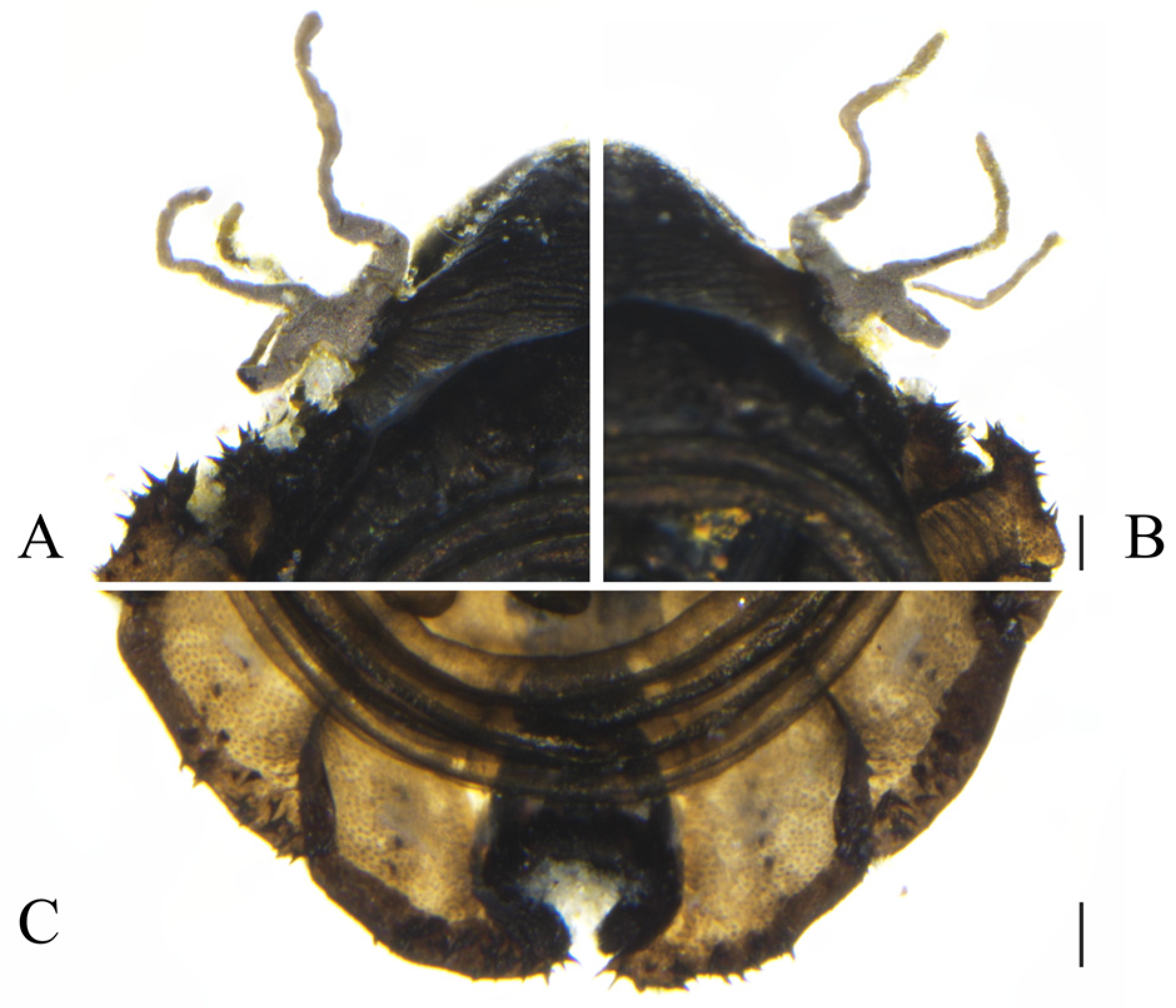 Insects 16 00965 g003 Insects 16 00965 g003