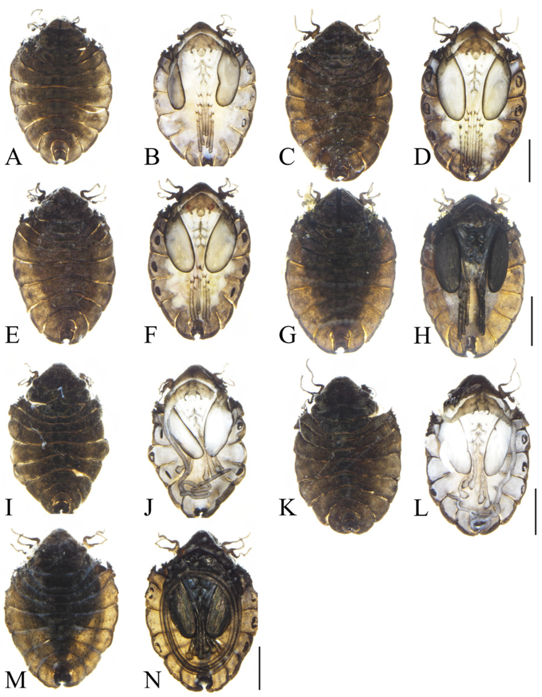 Insects 16 00965 g005 Insects 16 00965 g005