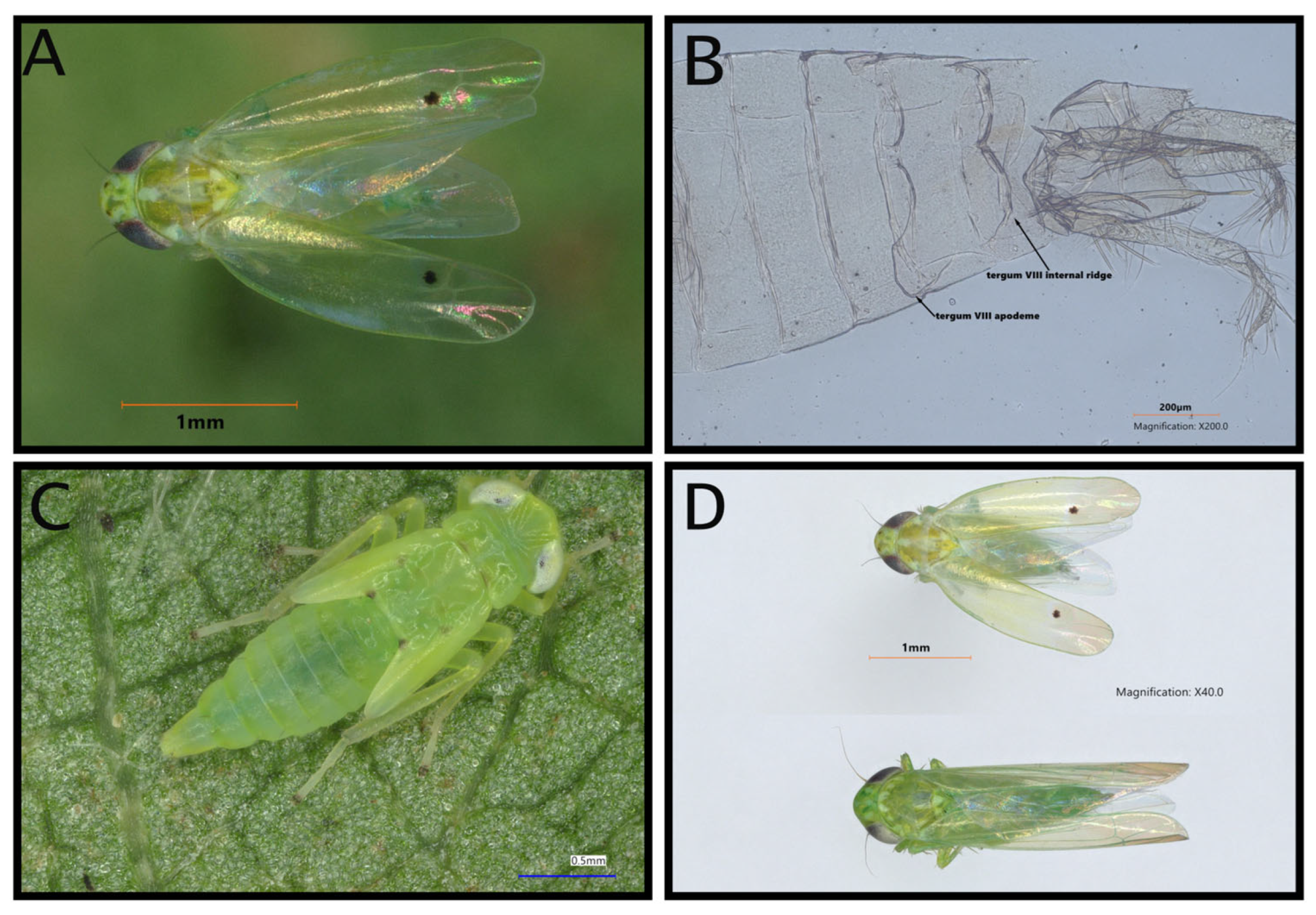 Insects 16 00966 g001