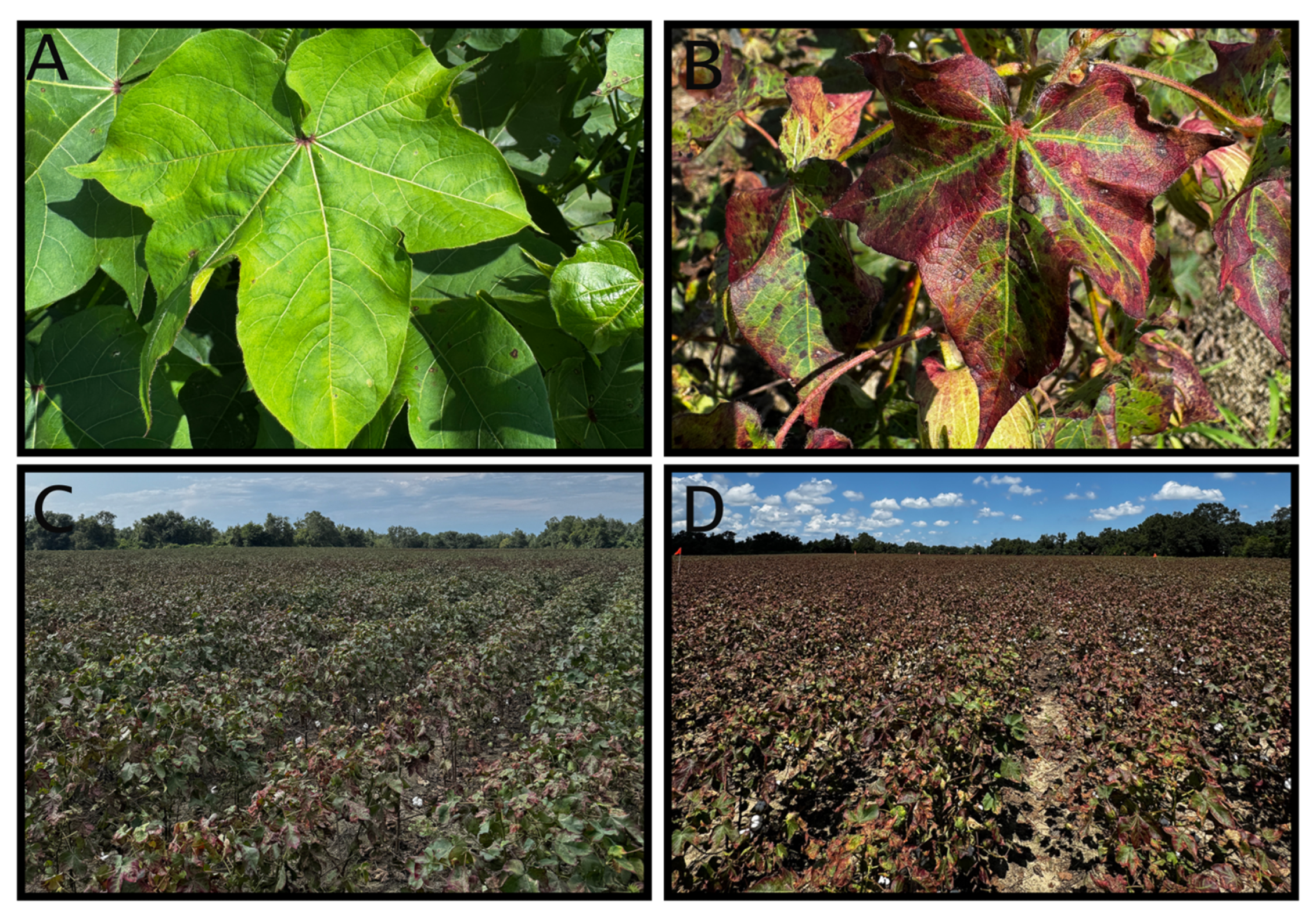 Insects 16 00966 g003