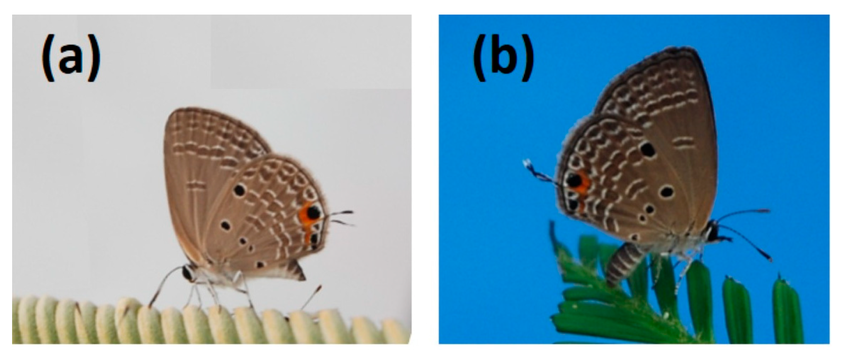 Insects 16 00973 g001