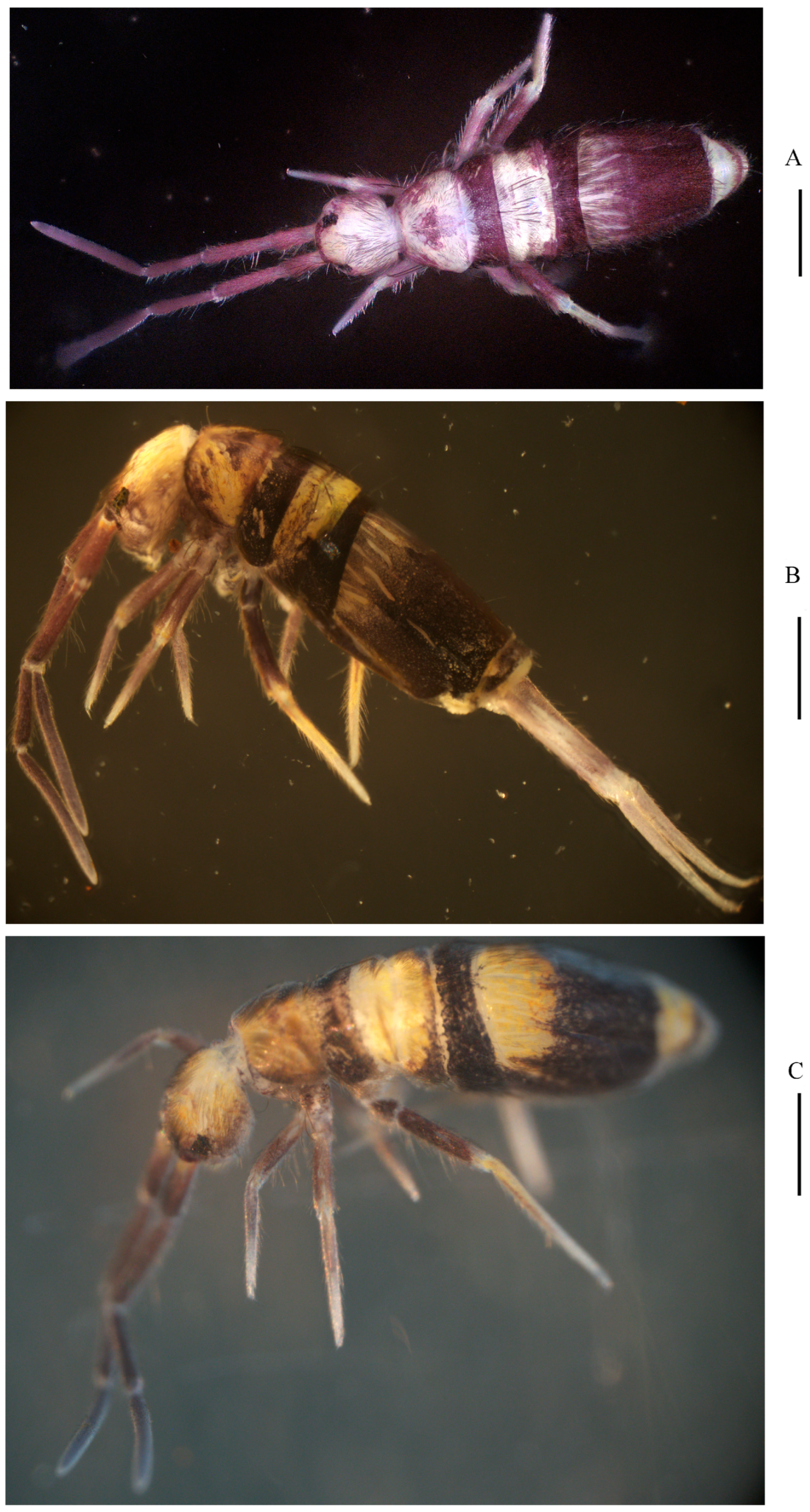 Insects 16 00974 g014