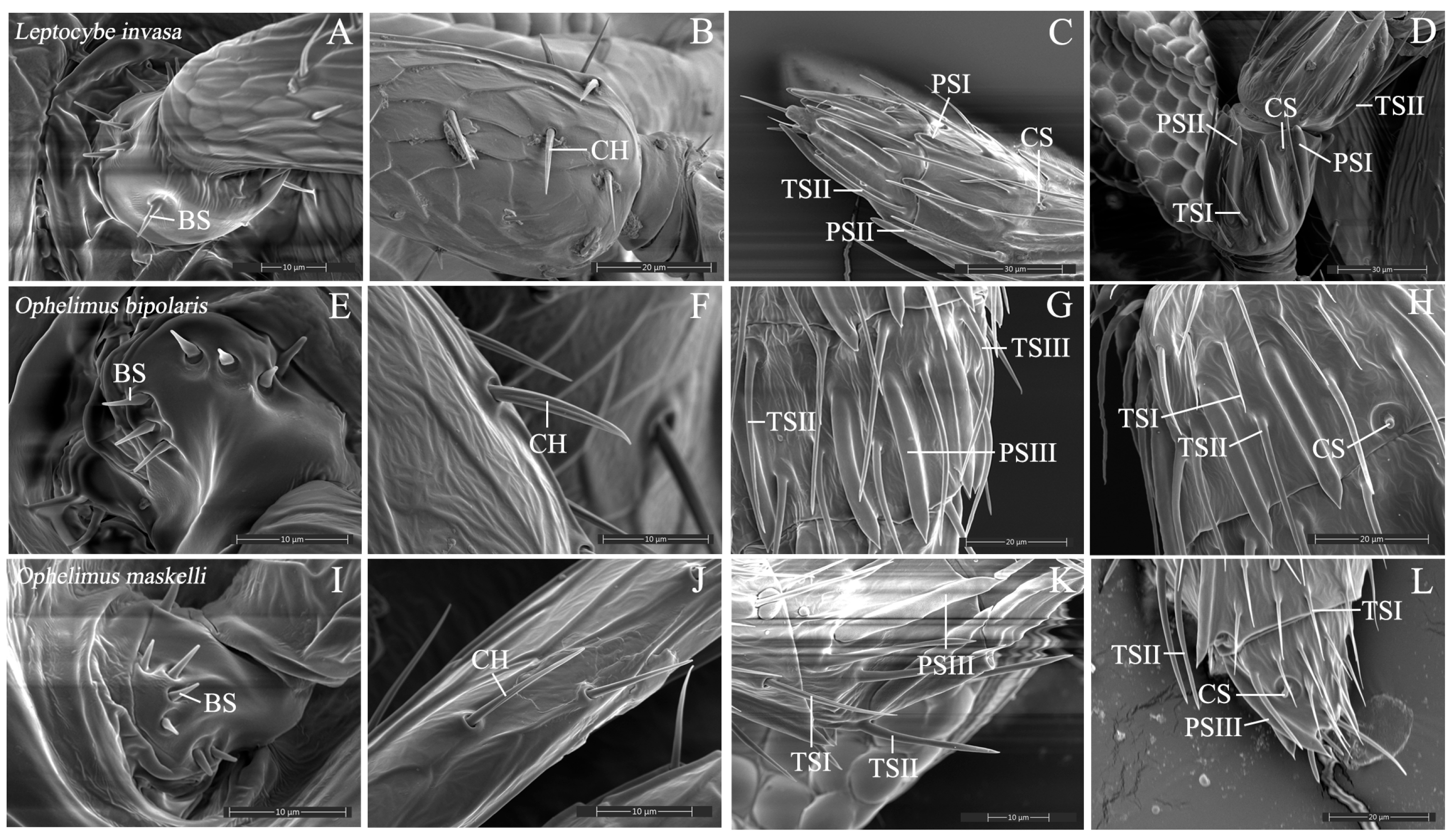 Insects 16 00976 g003