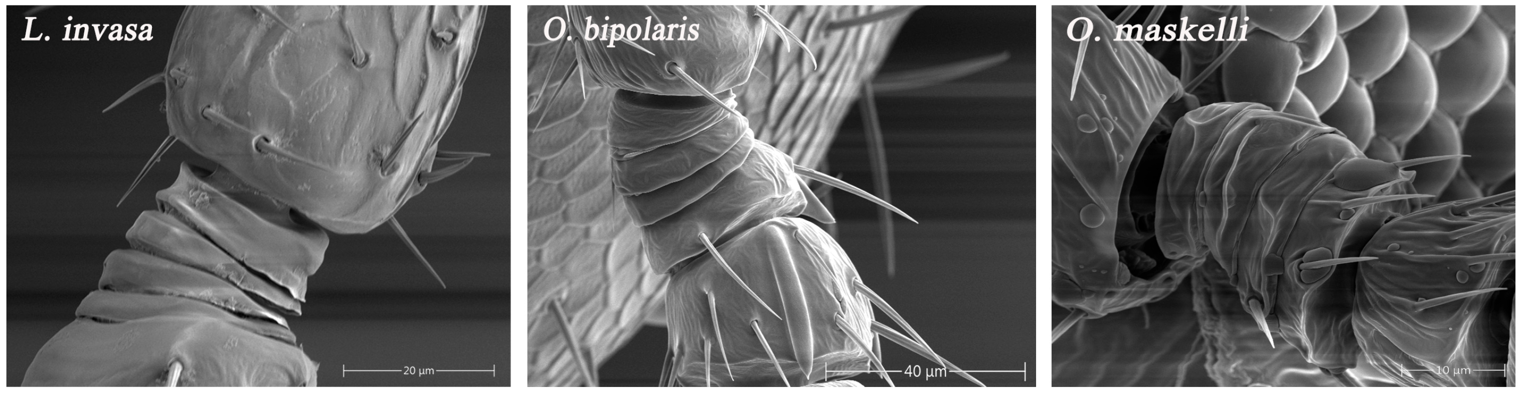 Insects 16 00976 g0a1