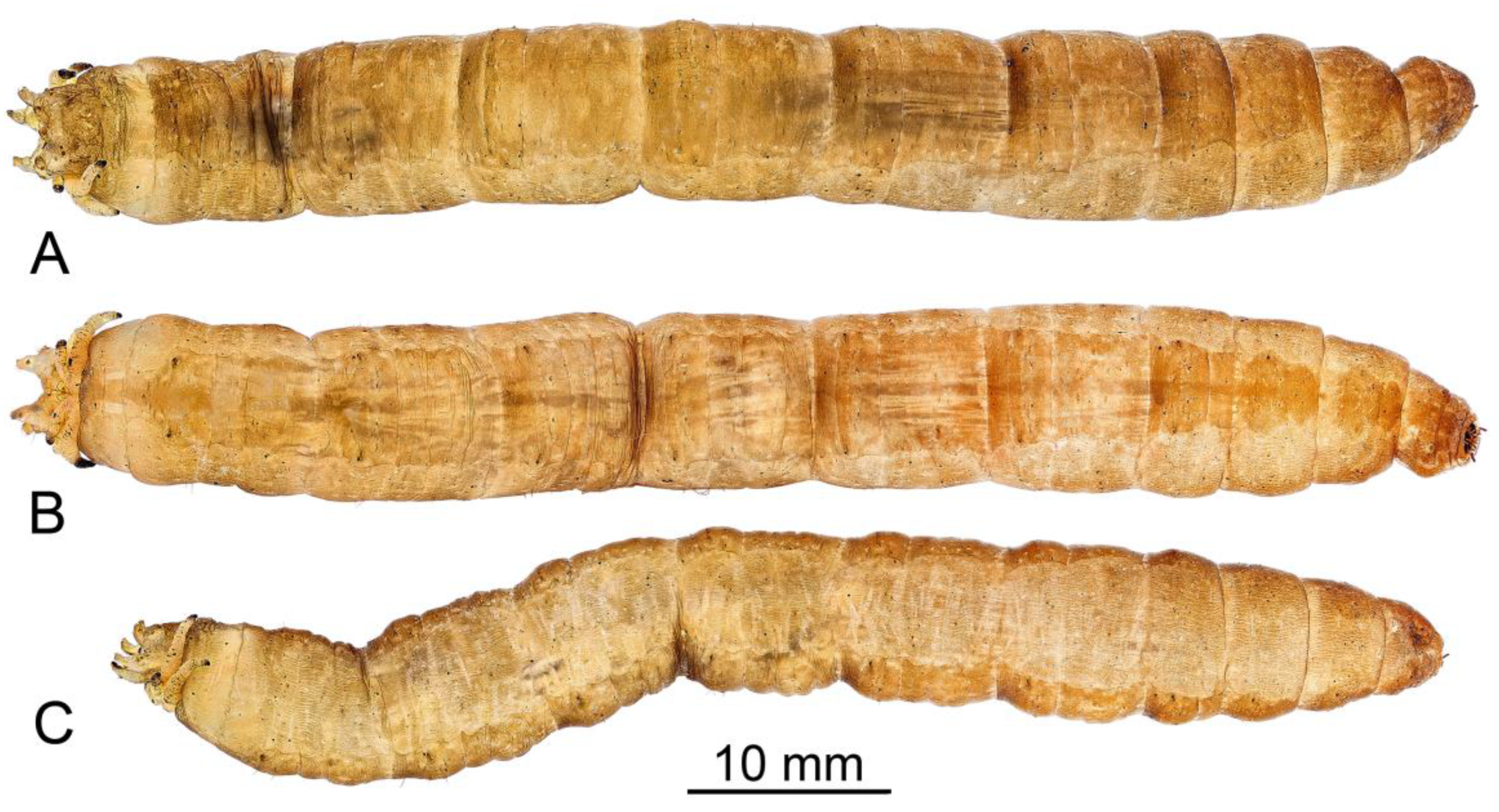 Insects 16 00978 g008