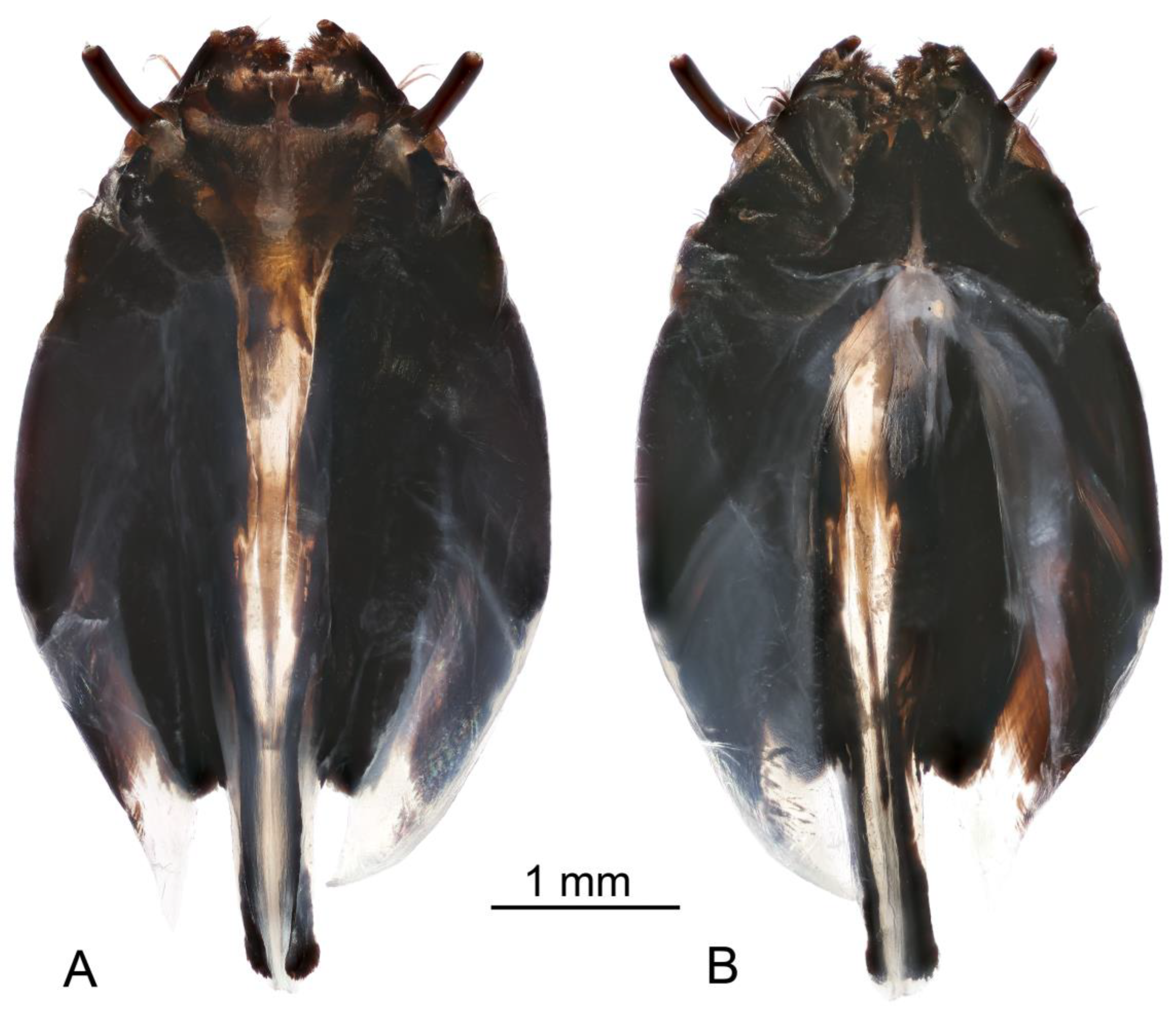 Insects 16 00978 g009
