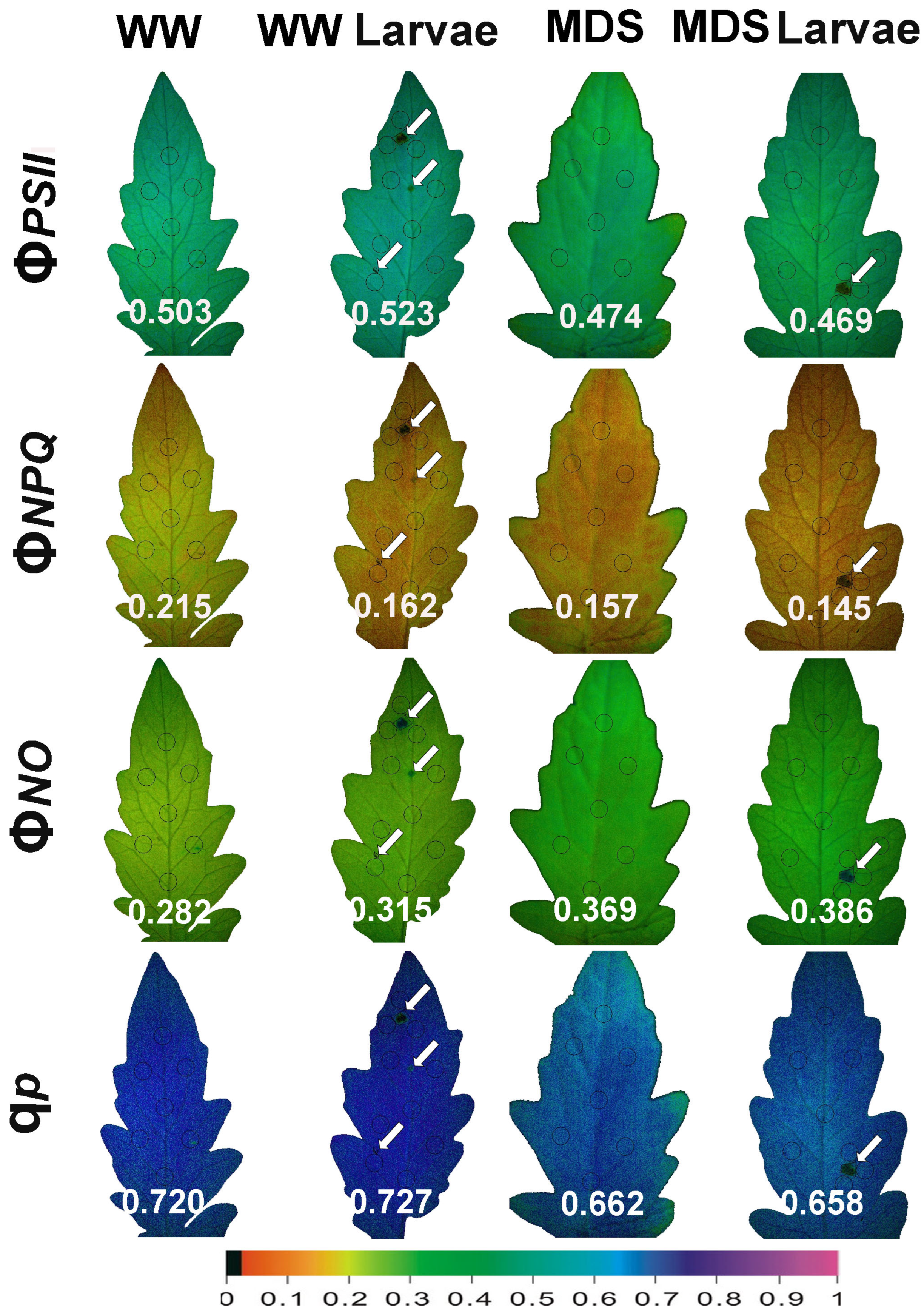 Insects 16 00984 g014 Insects 16 00984 g014