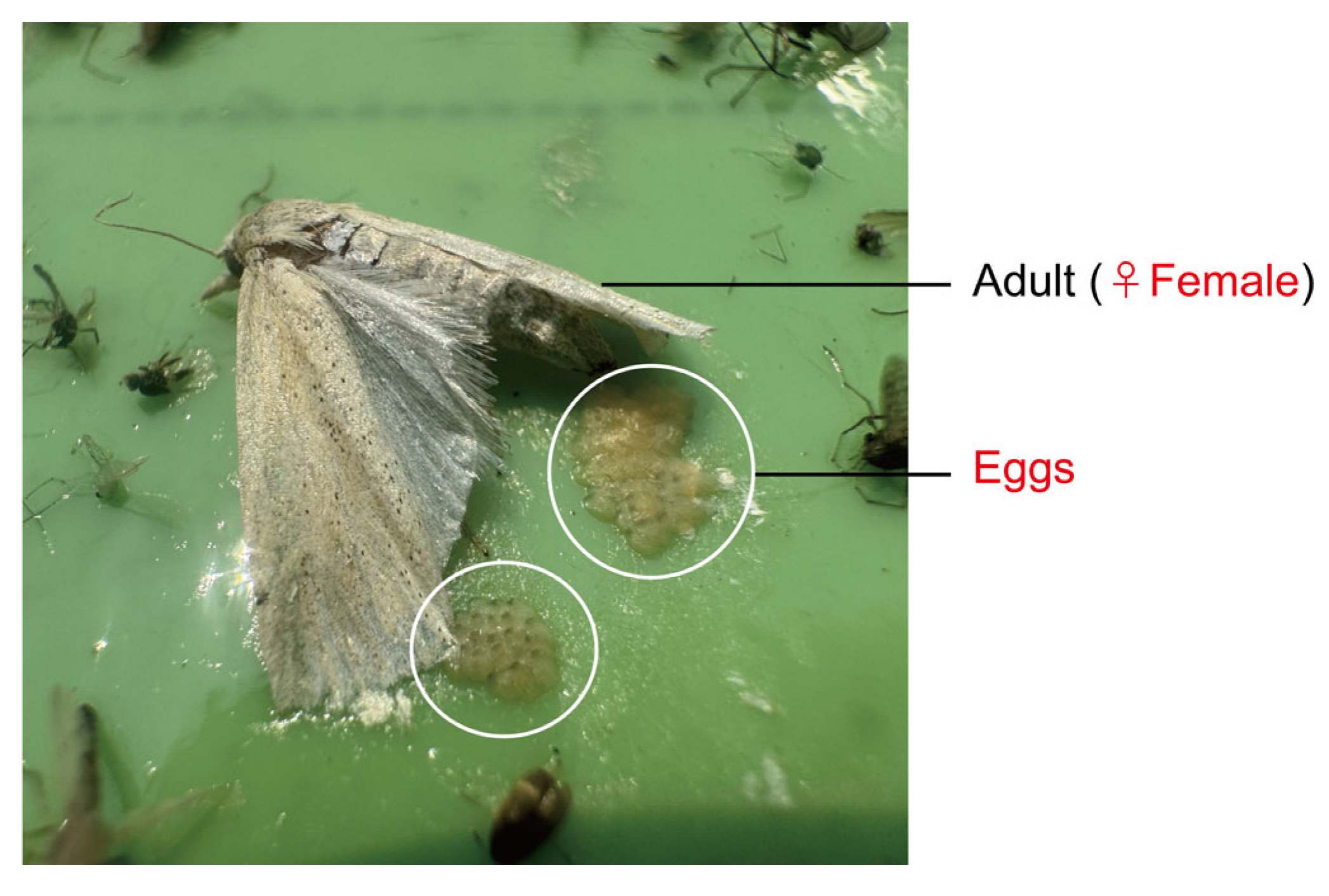 Insects 16 01001 g014 Insects 16 01001 g014