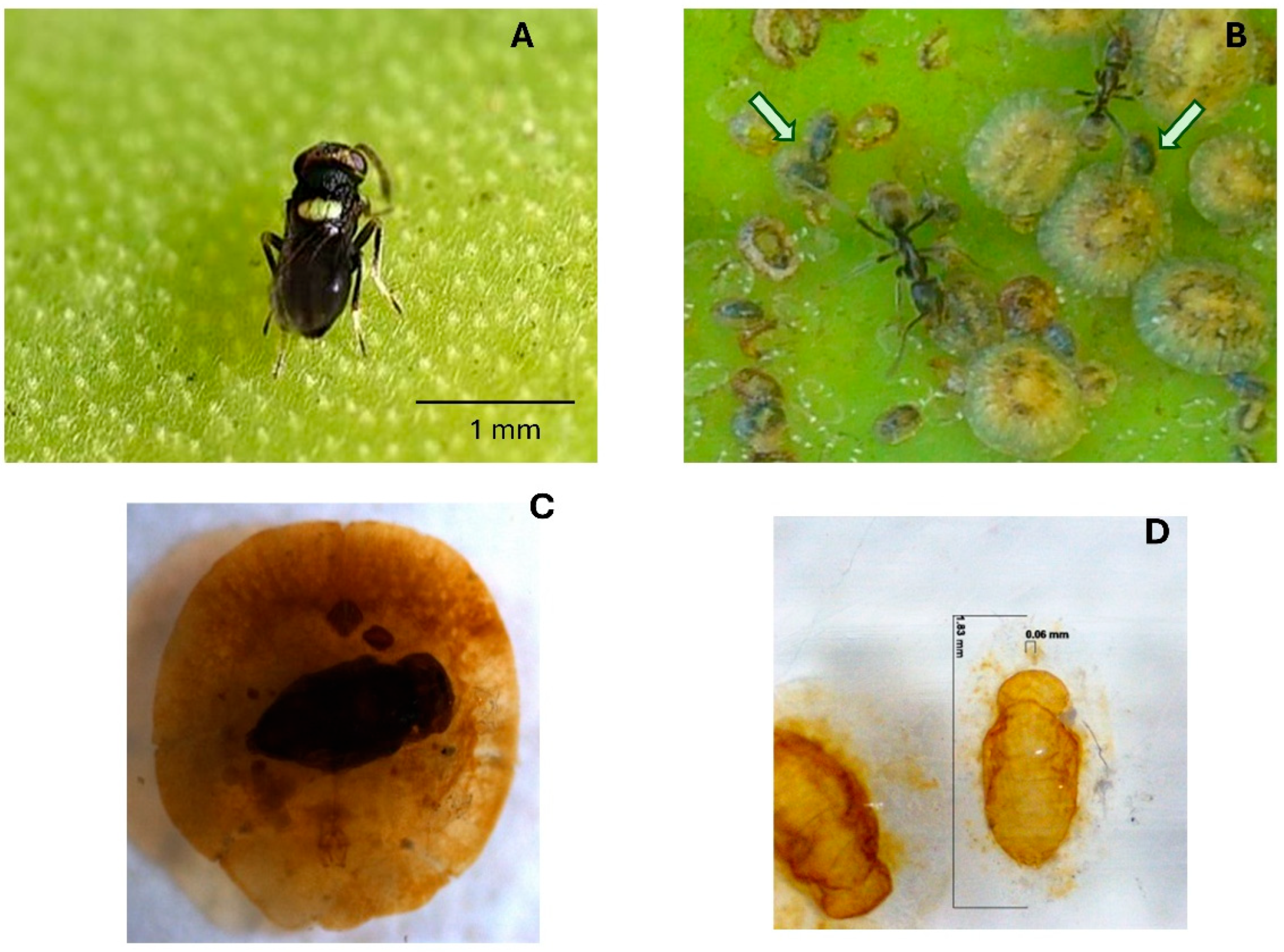Insects 16 01002 g001 Insects 16 01002 g001