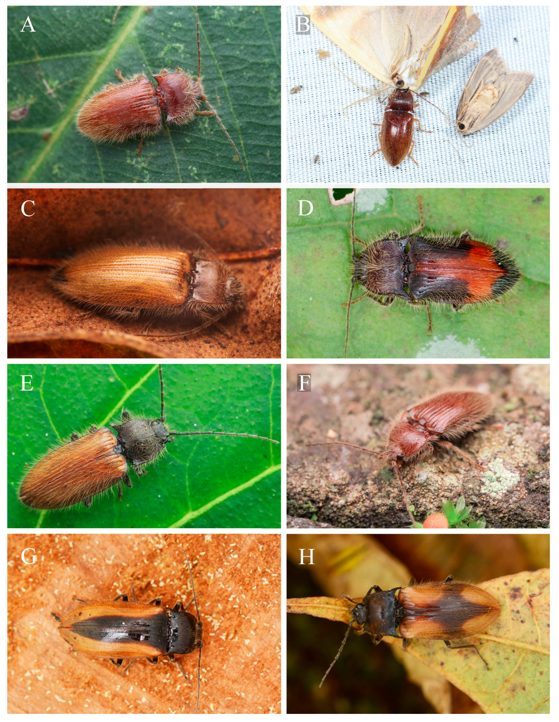 Insects 16 01003 g001