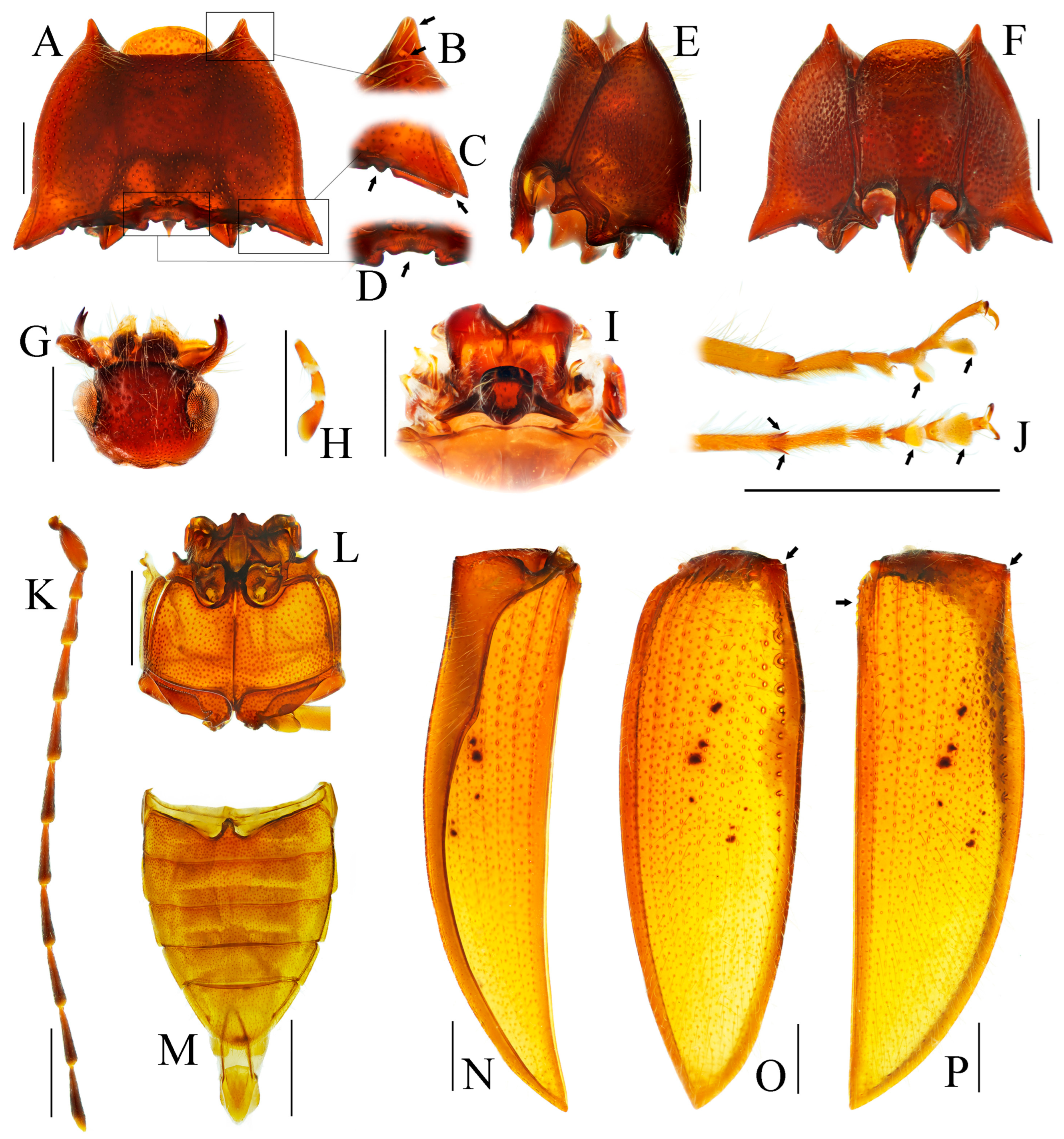 Insects 16 01003 g002