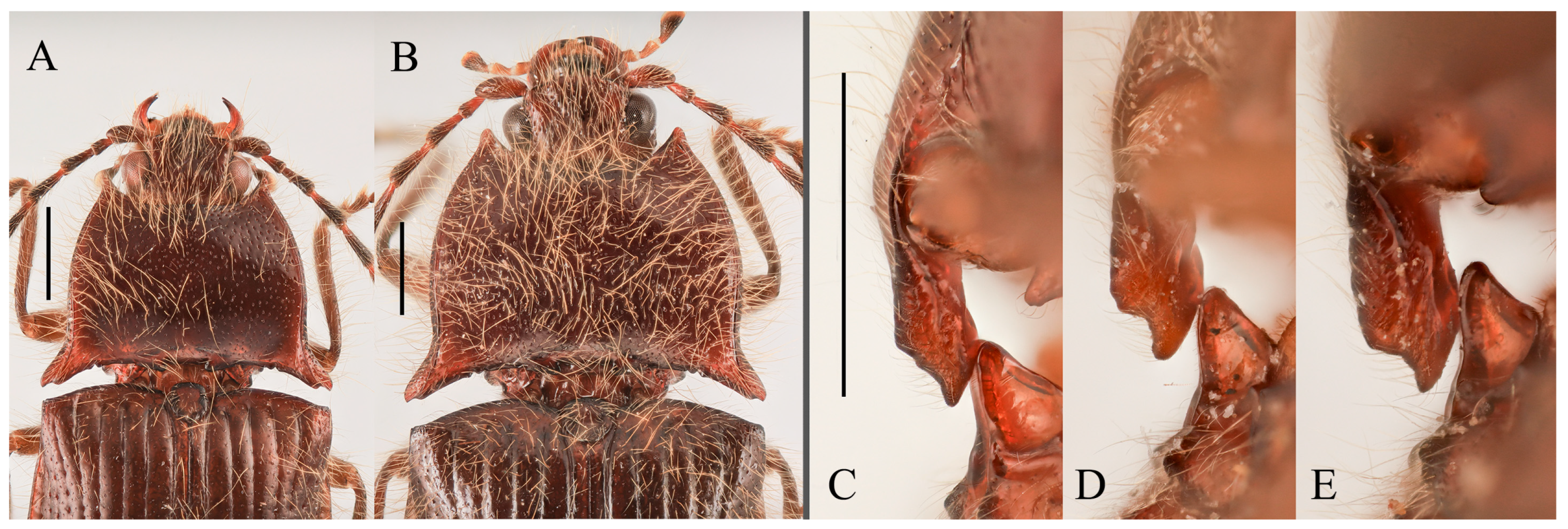 Insects 16 01003 g015