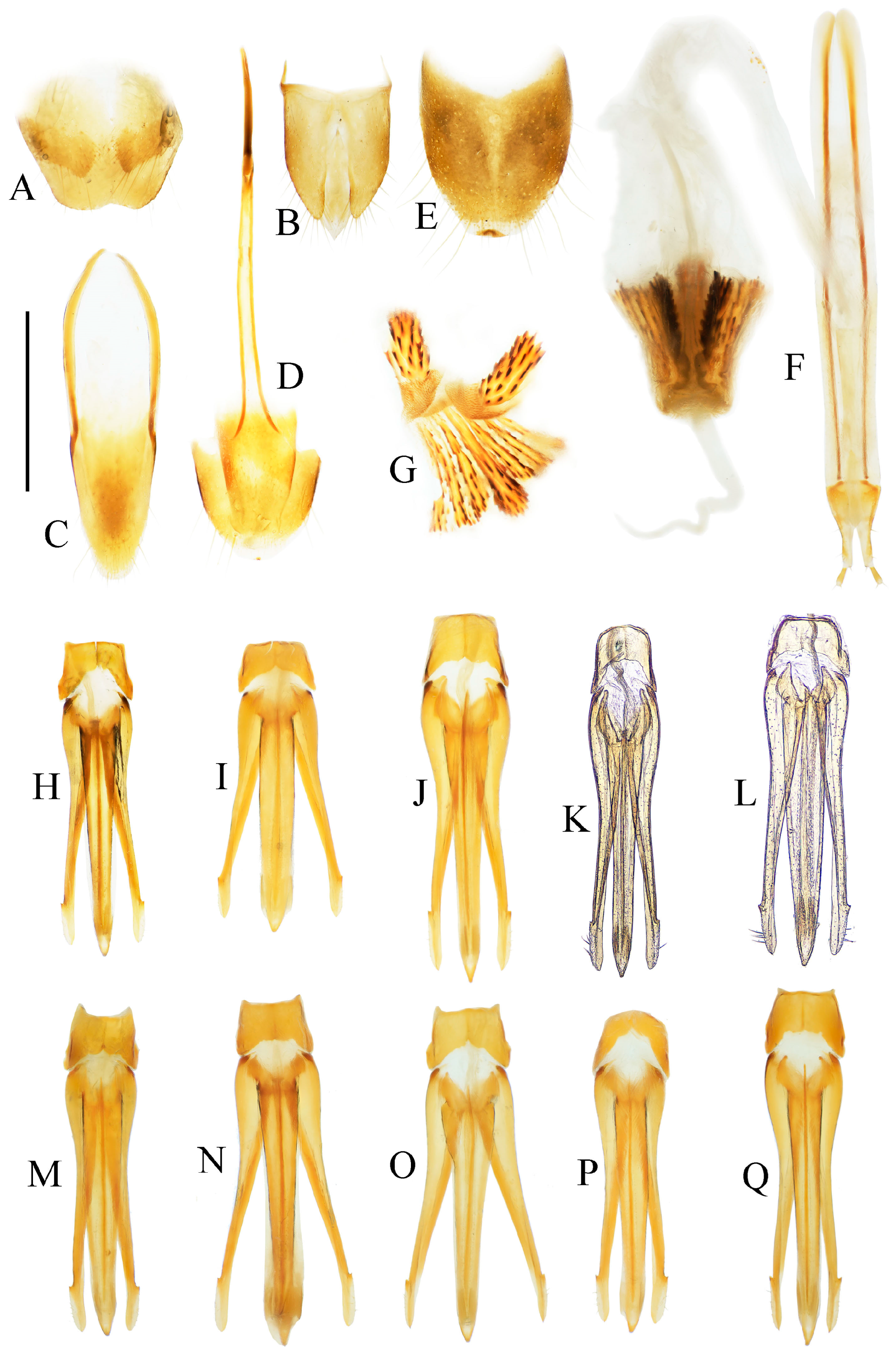 Insects 16 01003 g016