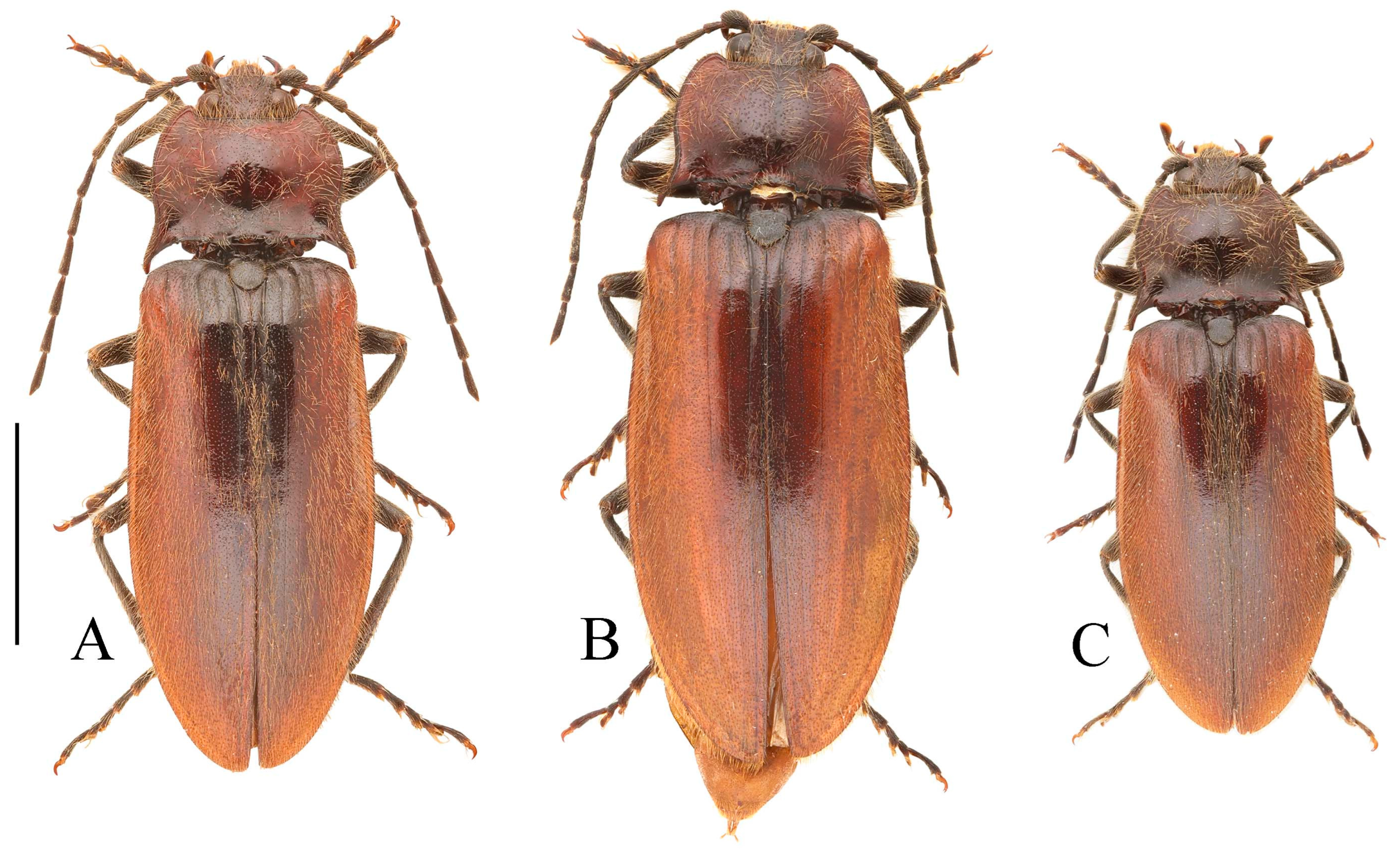 Insects 16 01003 g035